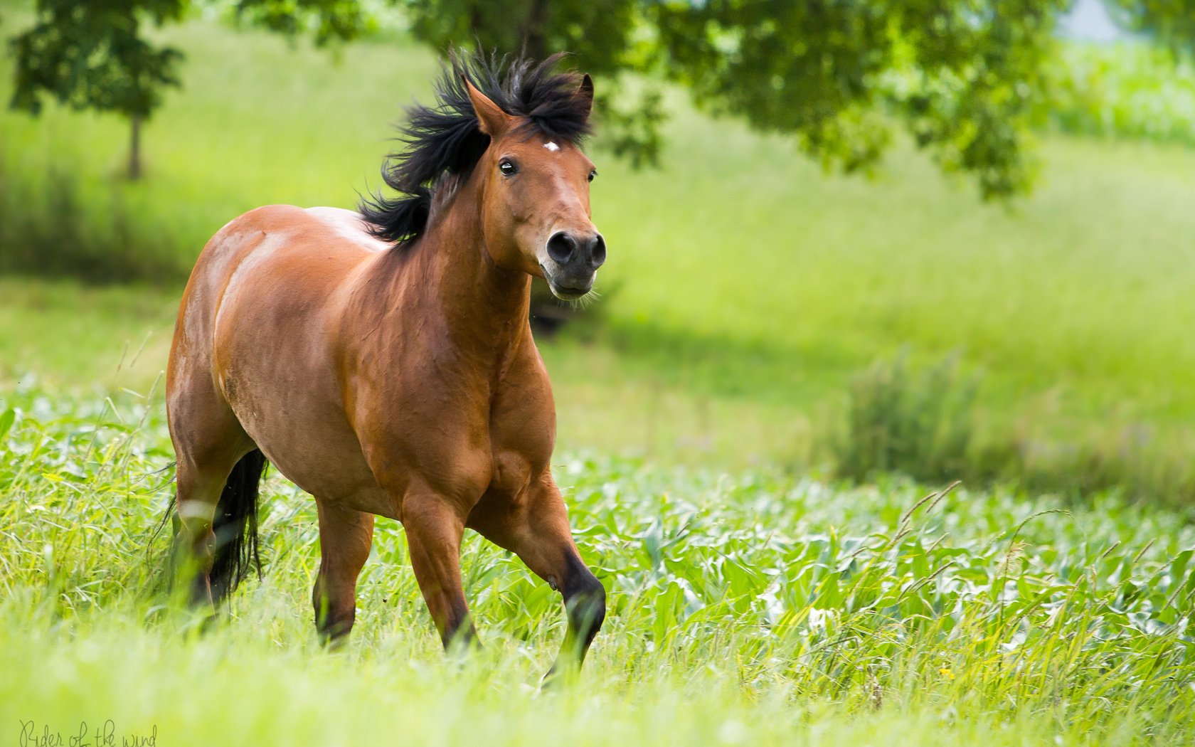 Обои лошадь, зелень, бег, horse, greens, running разрешение 2048x1365 Загрузить