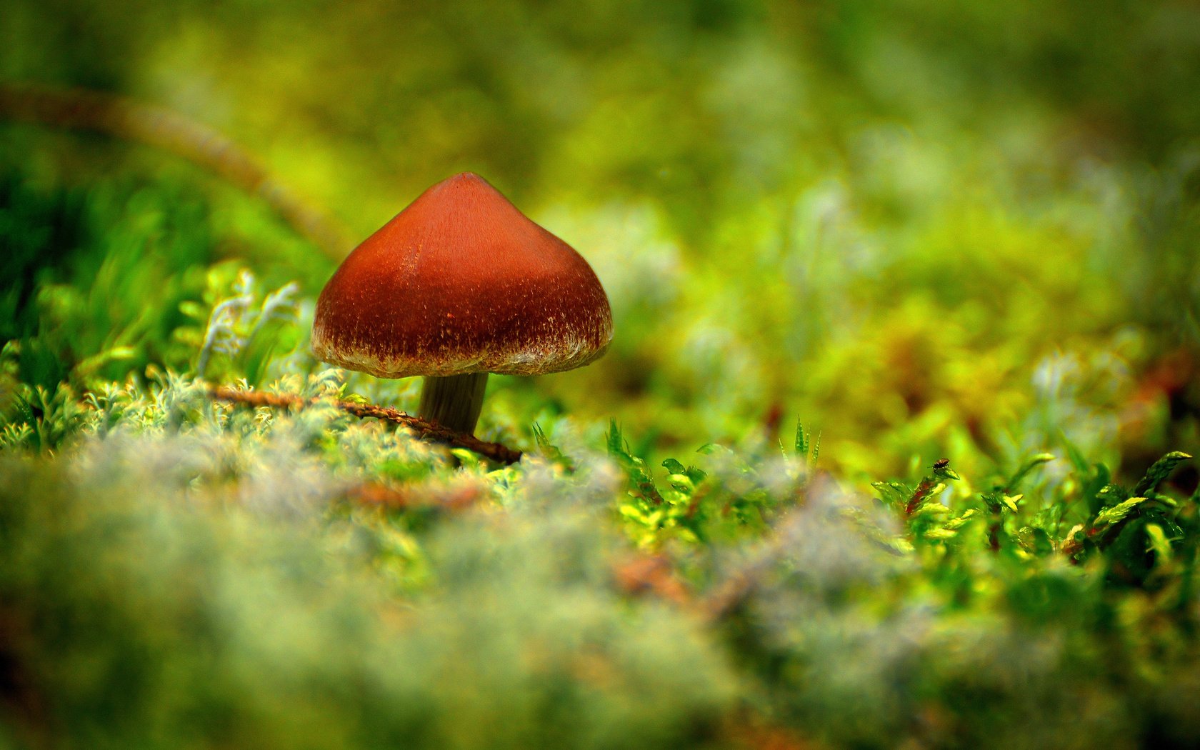 Обои лес, гриб, мох, forest, mushroom, moss разрешение 2560x1700 Загрузить