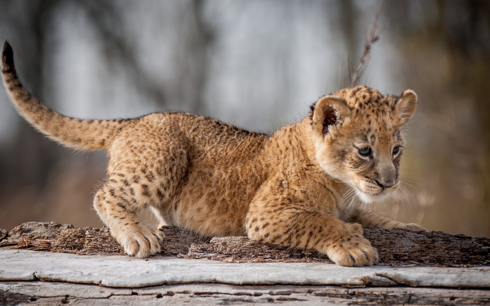 Обои взгляд, кошки, лев, львёнок, детеныш, дикие, look, cats, leo, lion, cub, wild разрешение 2048x1409 Загрузить