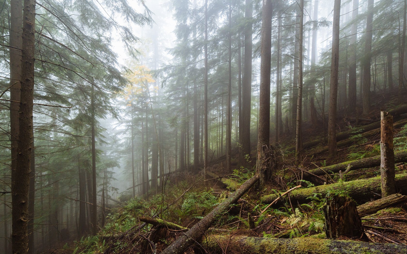 Обои деревья, лес, туман, мох, trees, forest, fog, moss разрешение 2048x1280 Загрузить