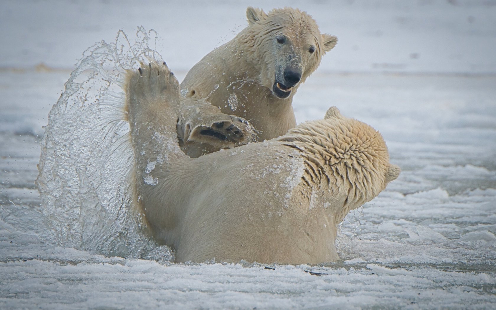Обои брызги, медведи, аляска, белые медведи, национальный арктический заповедник, arctic national wildlife refuge, спарринг, squirt, bears, alaska, polar bears, the arctic national reserve, sparring разрешение 2560x1709 Загрузить