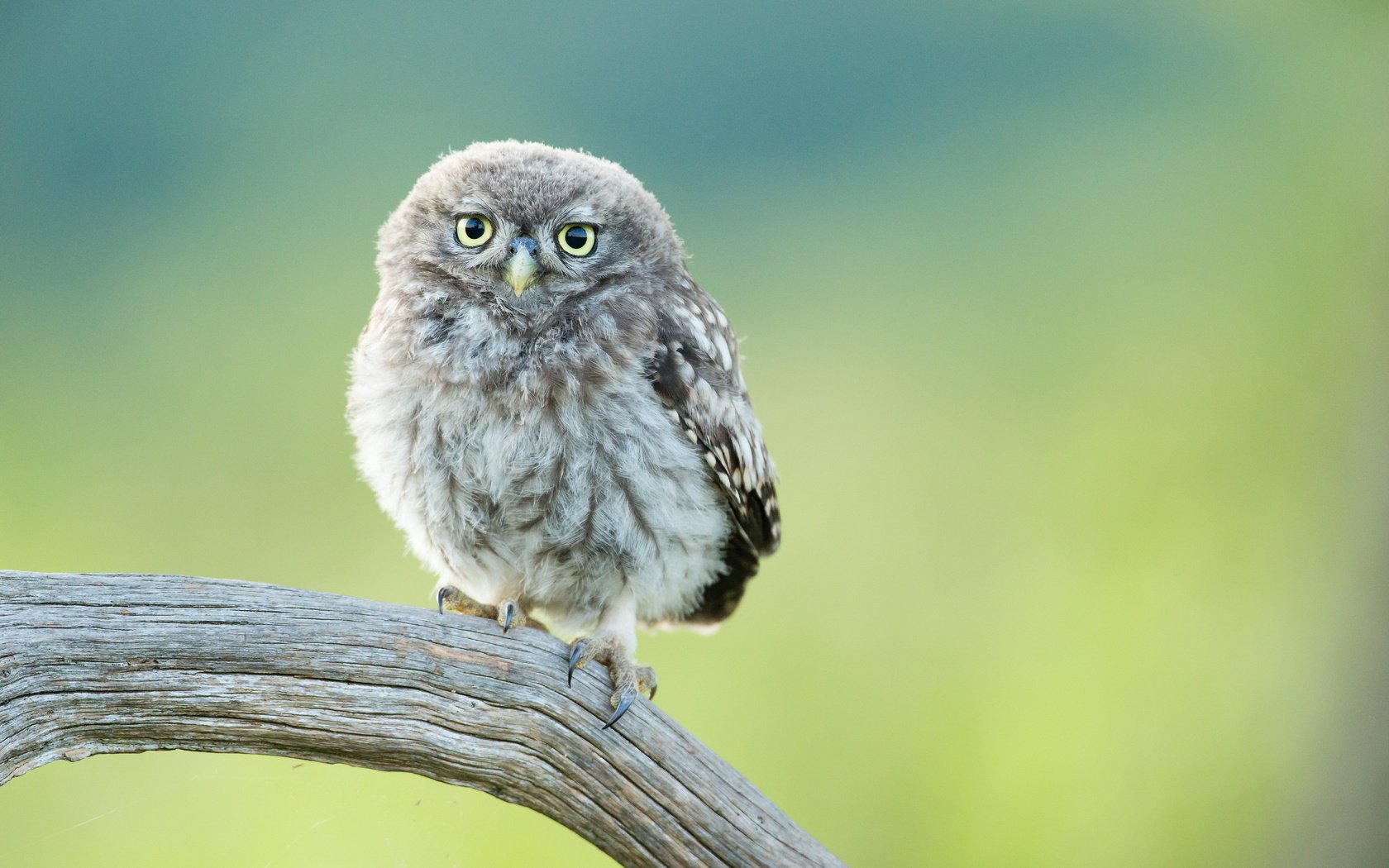 Обои сова, птенец, ветка, птица, совенок, owl, chick, branch, bird, owlet разрешение 3000x2000 Загрузить