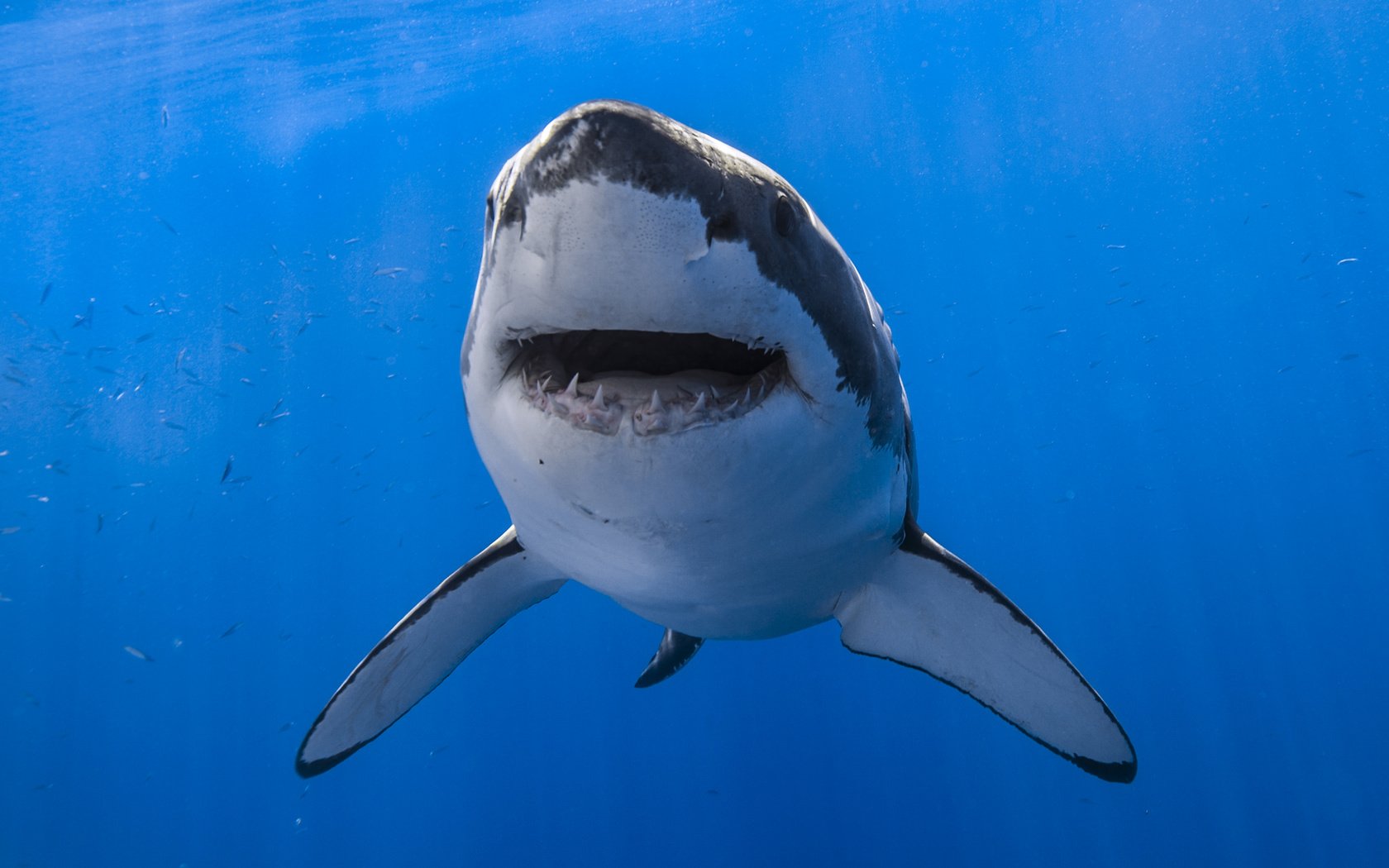 Обои вода, пасть, акула, подводный мир, белая акула, water, mouth, shark, underwater world, white shark разрешение 2048x1365 Загрузить