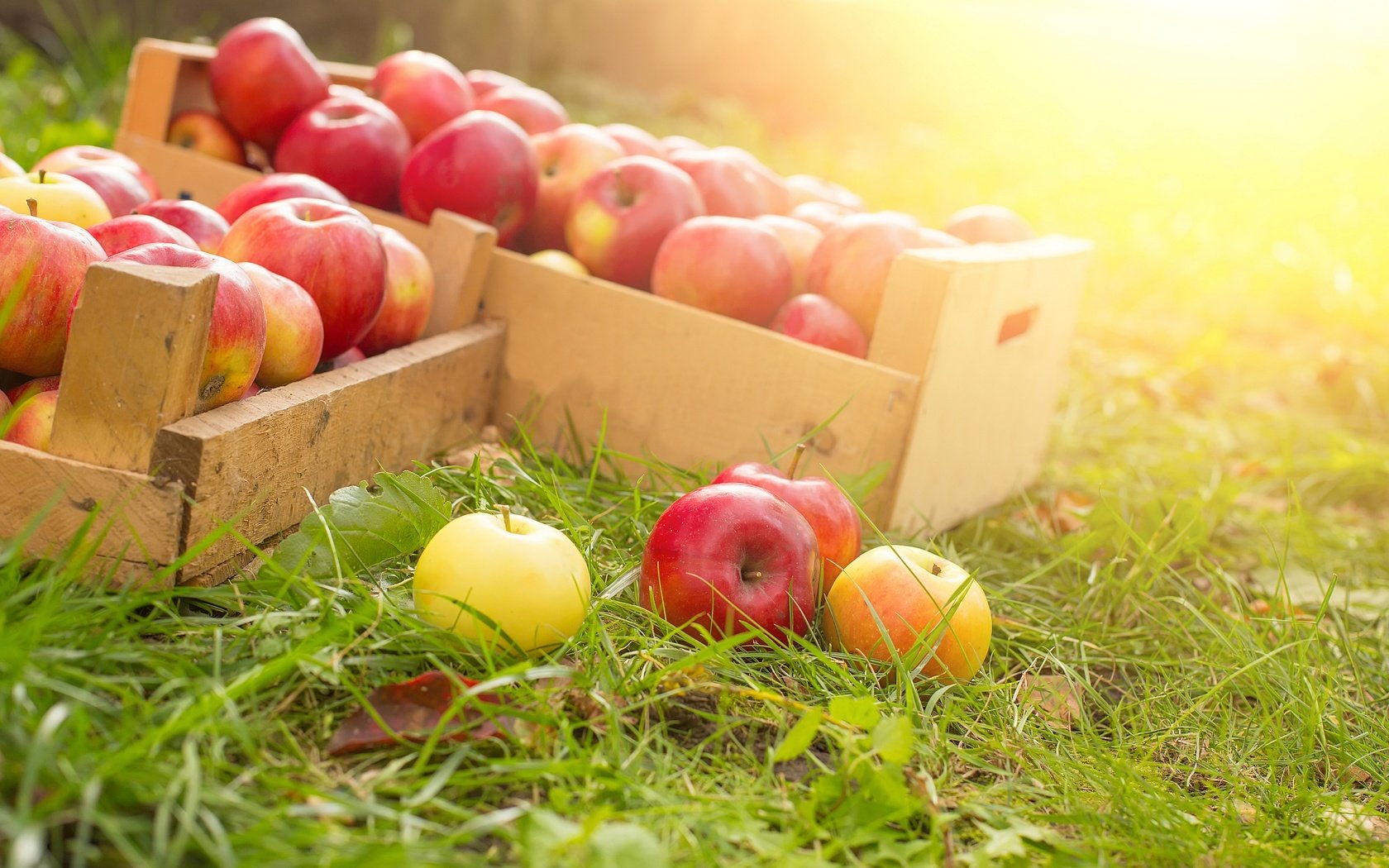 Обои трава, фрукты, яблоки, ящики, спелые, сбор урожай, grass, fruit, apples, boxes, ripe, harvest harvest разрешение 6000x3608 Загрузить