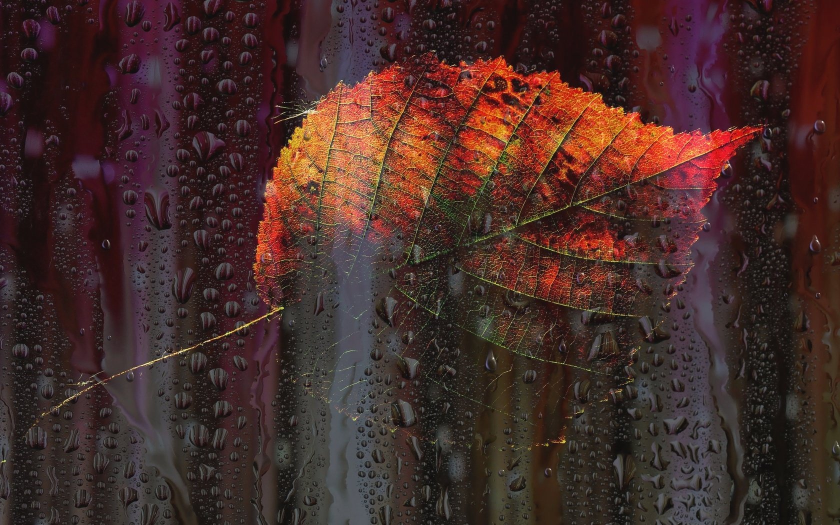 Обои капли, листок, осень, окно, drops, leaf, autumn, window разрешение 2048x1313 Загрузить