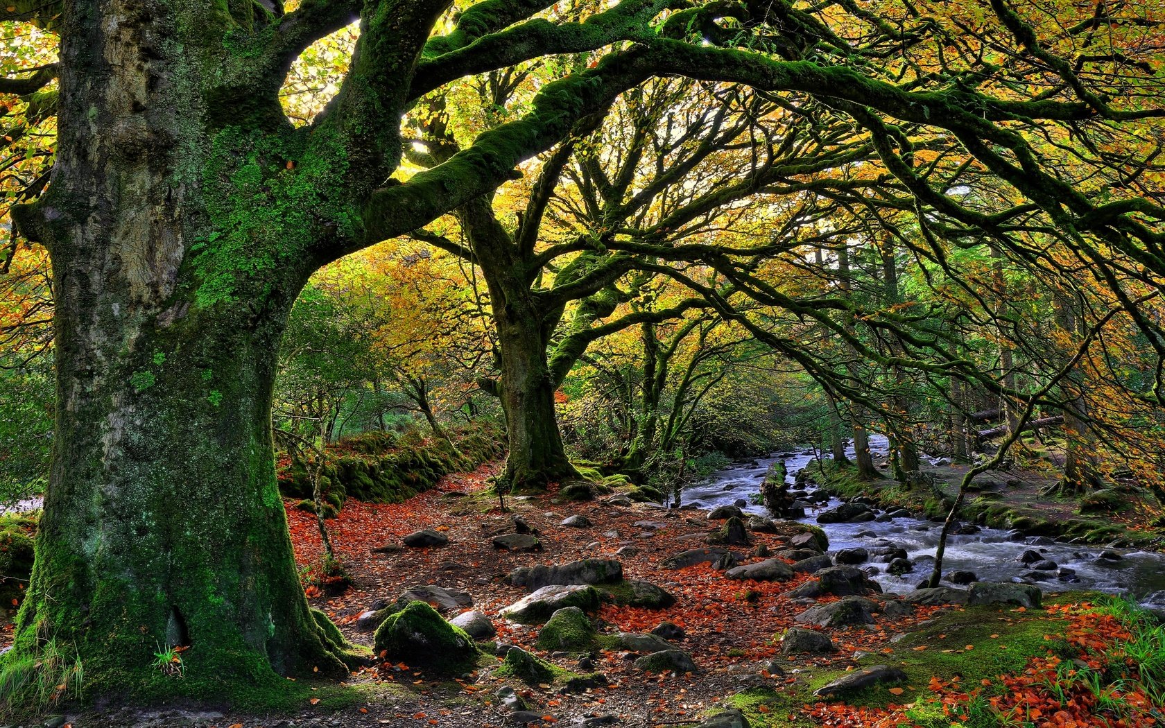 Обои деревья, лес, пейзаж, осень, речка, killarney national park, trees, forest, landscape, autumn, river разрешение 2880x1920 Загрузить