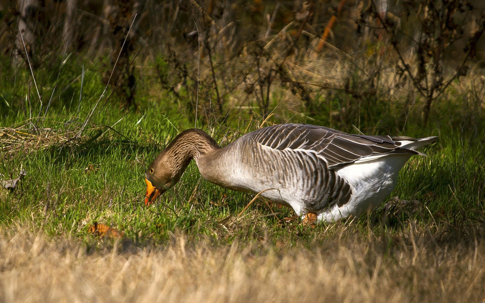 Обои трава, птица, клюв, перья, гусь, шея, grass, bird, beak, feathers, goose, neck разрешение 2048x1188 Загрузить