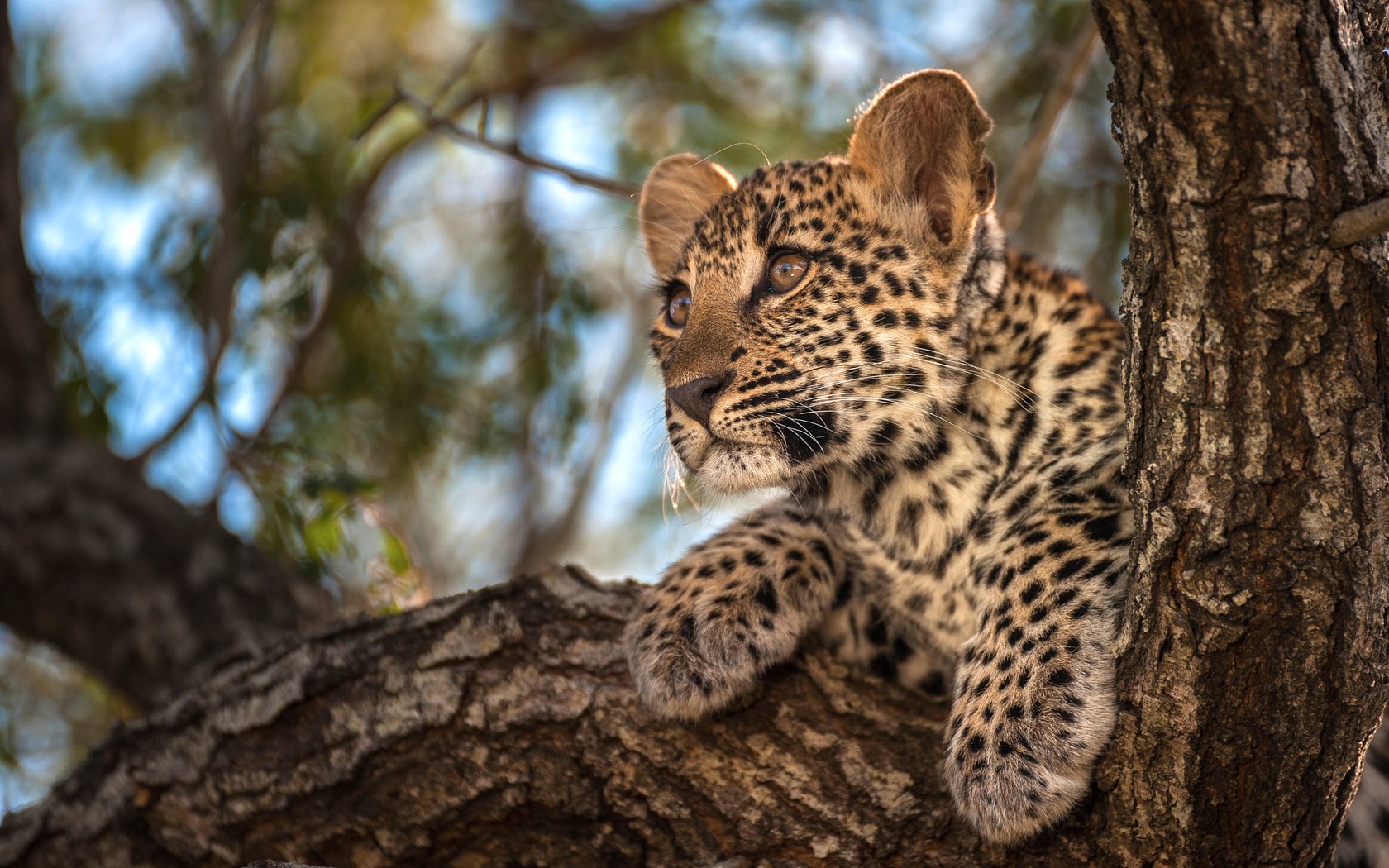 Обои деревья, фон, листва, маленький, леопард, боке, trees, background, foliage, small, leopard, bokeh разрешение 2048x1363 Загрузить