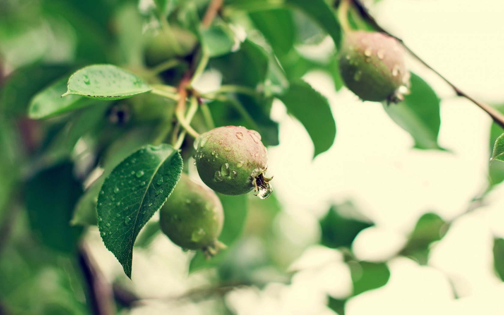 Обои природа, лето, фрукты, дождь, груши, зеленые ветви, nature, summer, fruit, rain, pear, green branches разрешение 4500x3000 Загрузить