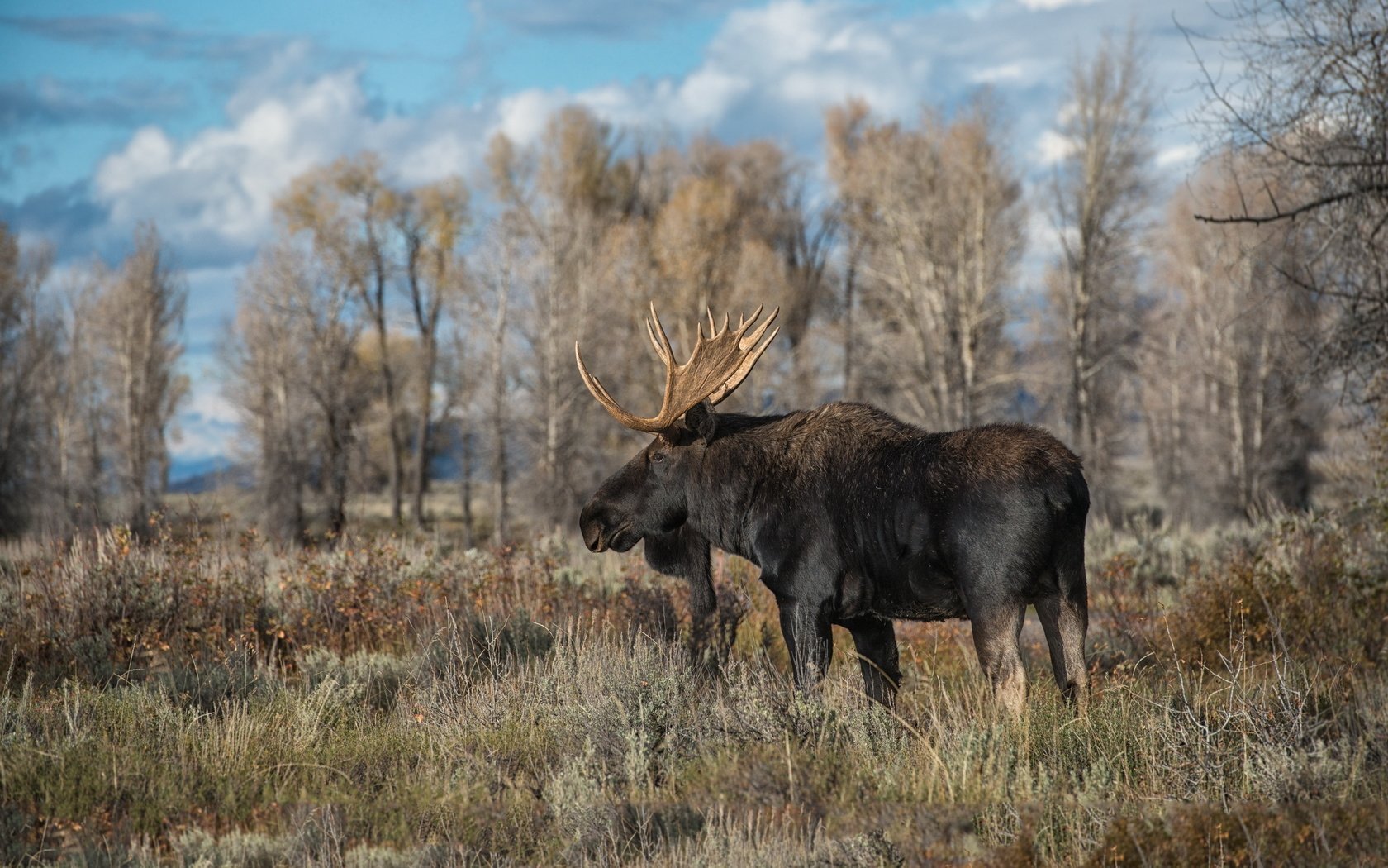 Обои природа, осень, лось, nature, autumn, moose разрешение 2560x1595 Загрузить