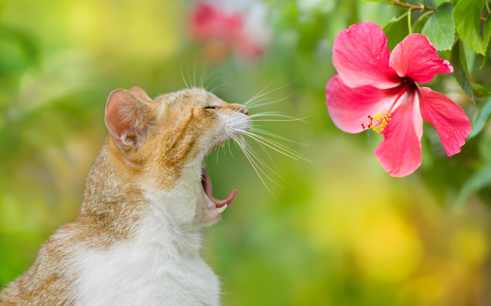 Обои фон, цветок, кот, кошка, зевает, background, flower, cat, yawns разрешение 2048x1365 Загрузить