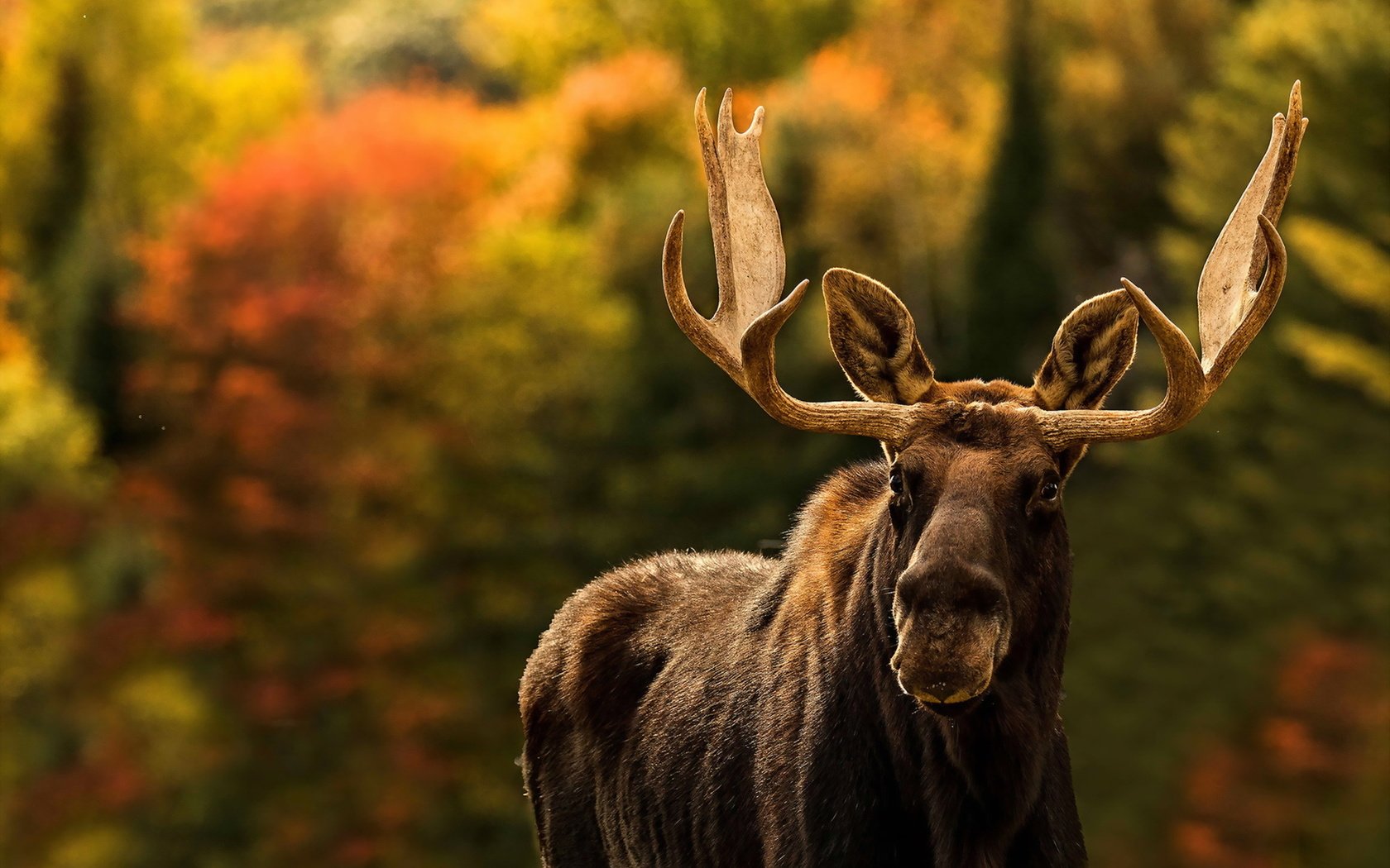 Обои природа, фон, лось, nature, background, moose разрешение 1920x1279 Загрузить