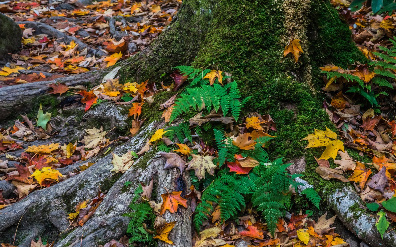 Обои дерево, листья, осень, мох, tree, leaves, autumn, moss разрешение 2048x1491 Загрузить