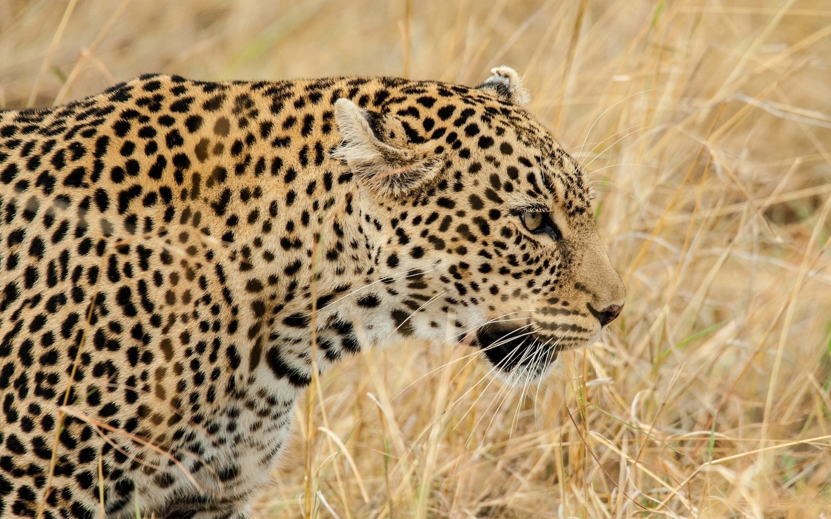 Обои морда, трава, леопард, хищник, профиль, дикая кошка, face, grass, leopard, predator, profile, wild cat разрешение 2048x1491 Загрузить