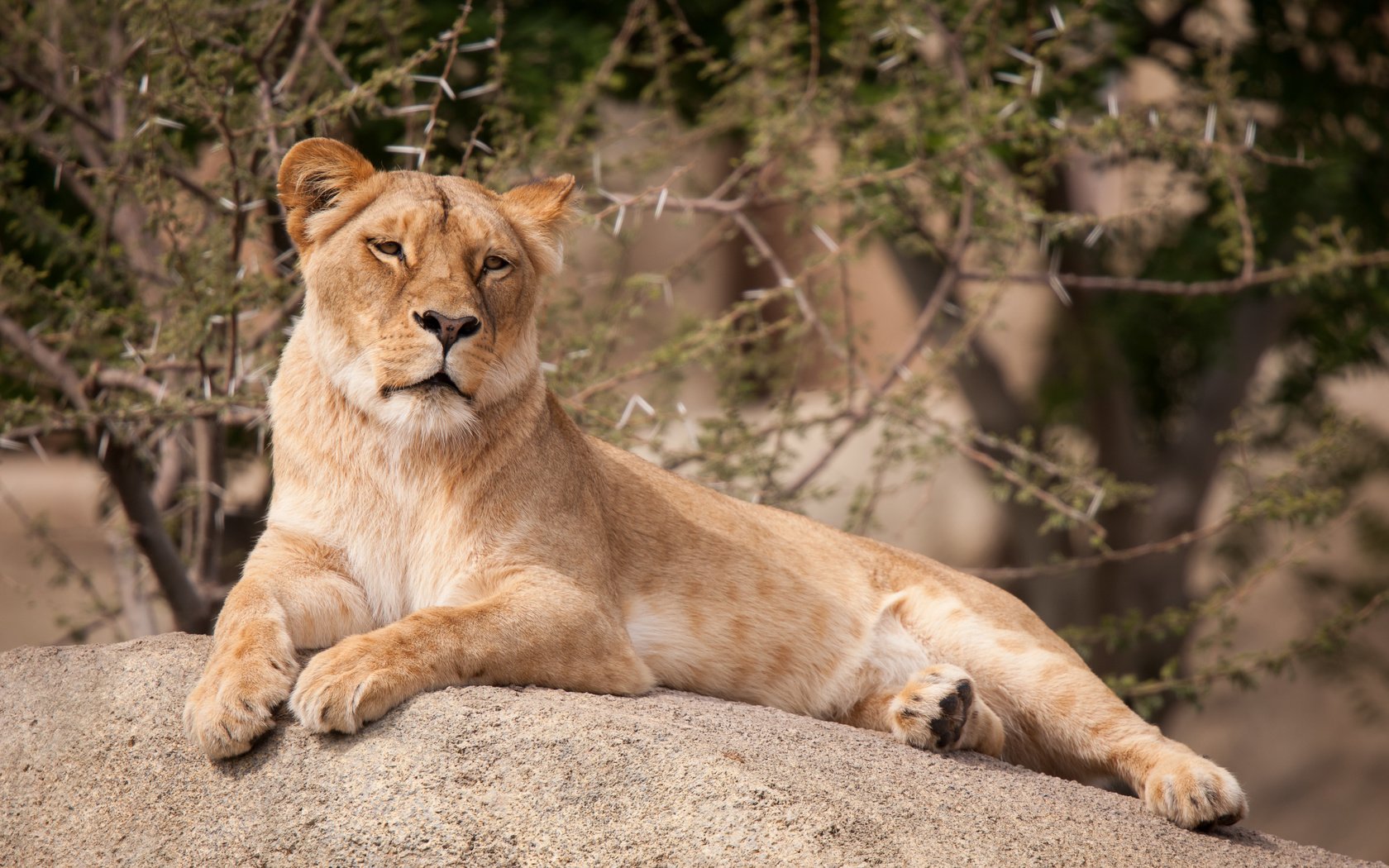 Обои кошка, камень, отдых, лев, львица, cat, stone, stay, leo, lioness разрешение 3888x2592 Загрузить