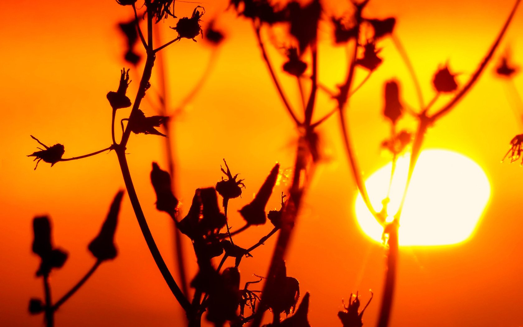 Обои трава, солнце, природа, закат, растение, стебель, сорняк, grass, the sun, nature, sunset, plant, stem, weed разрешение 1920x1200 Загрузить