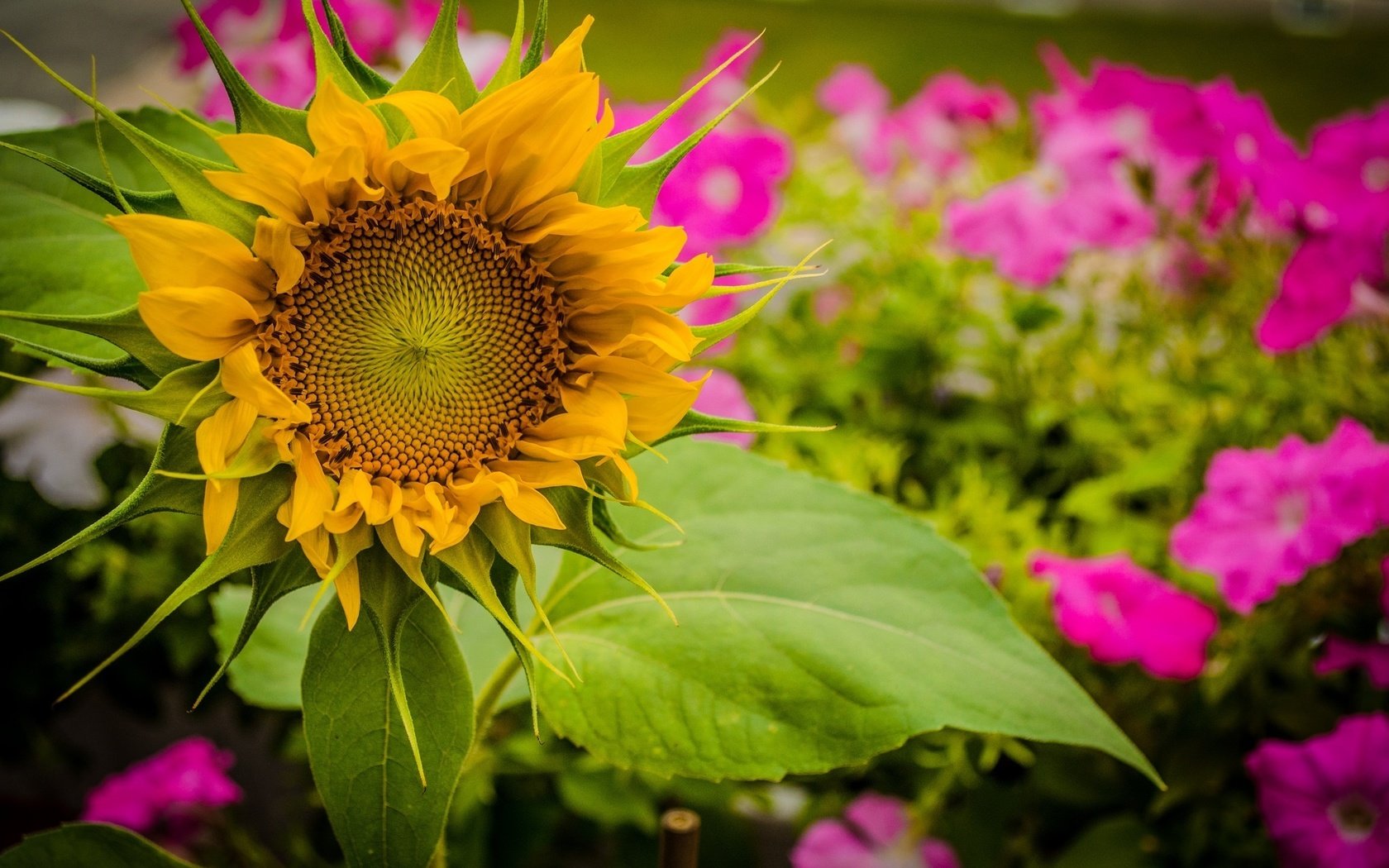 Обои желтый, лето, подсолнух, yellow, summer, sunflower разрешение 2048x1356 Загрузить