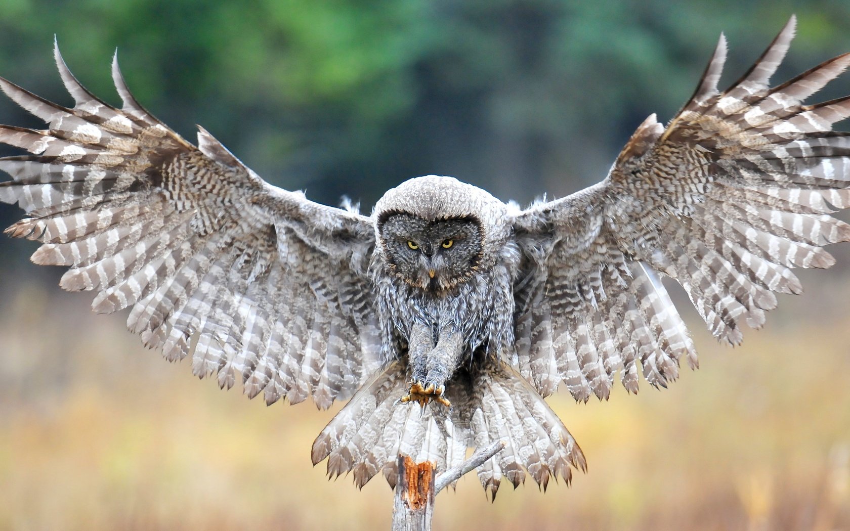 Обои сова, крылья, птица, перья, неясыть, owl, wings, bird, feathers разрешение 4168x2292 Загрузить