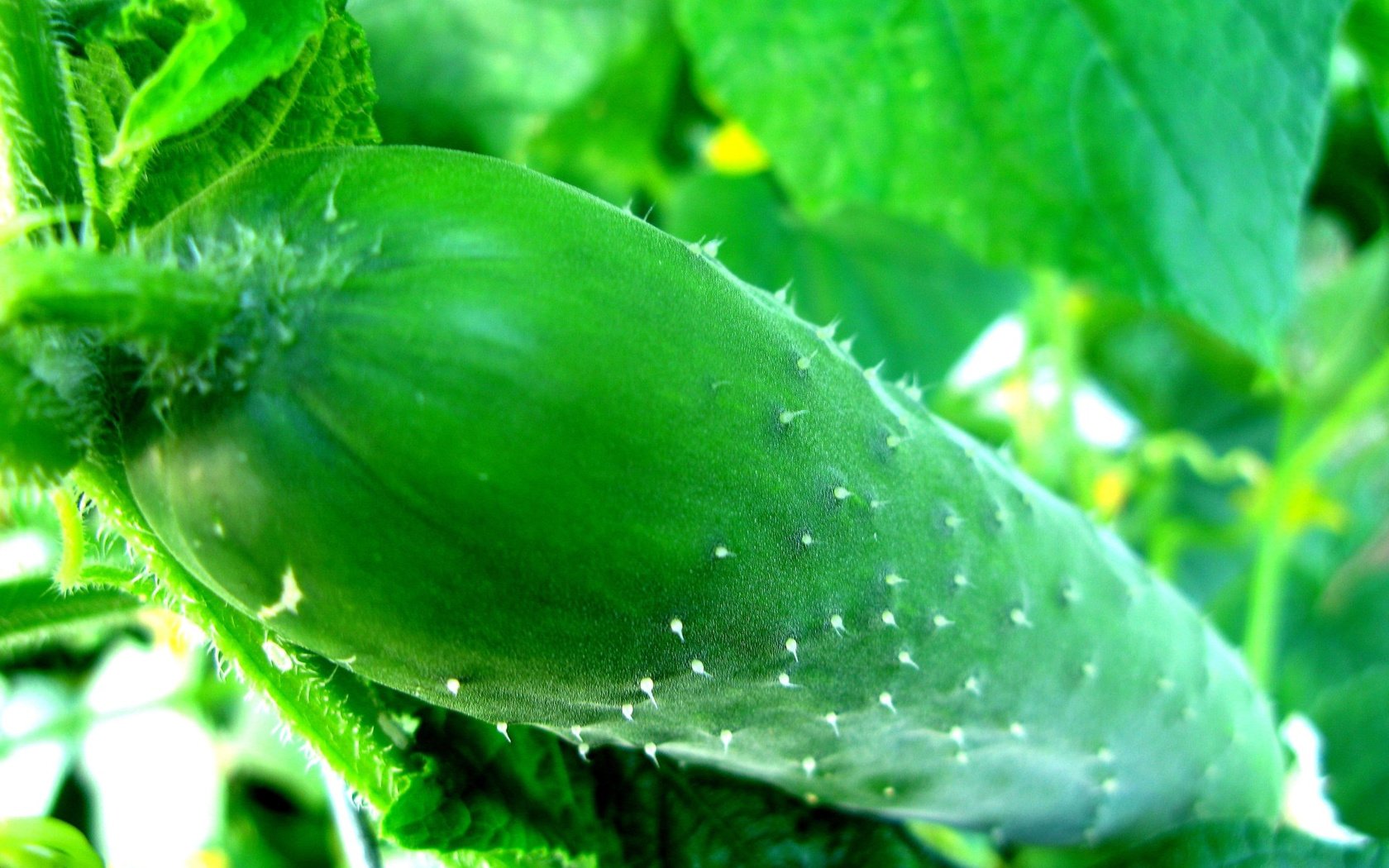 Обои листья, зелёный, макро, пупырышки, огурец, leaves, green, macro, bumps, cucumber разрешение 1920x1278 Загрузить