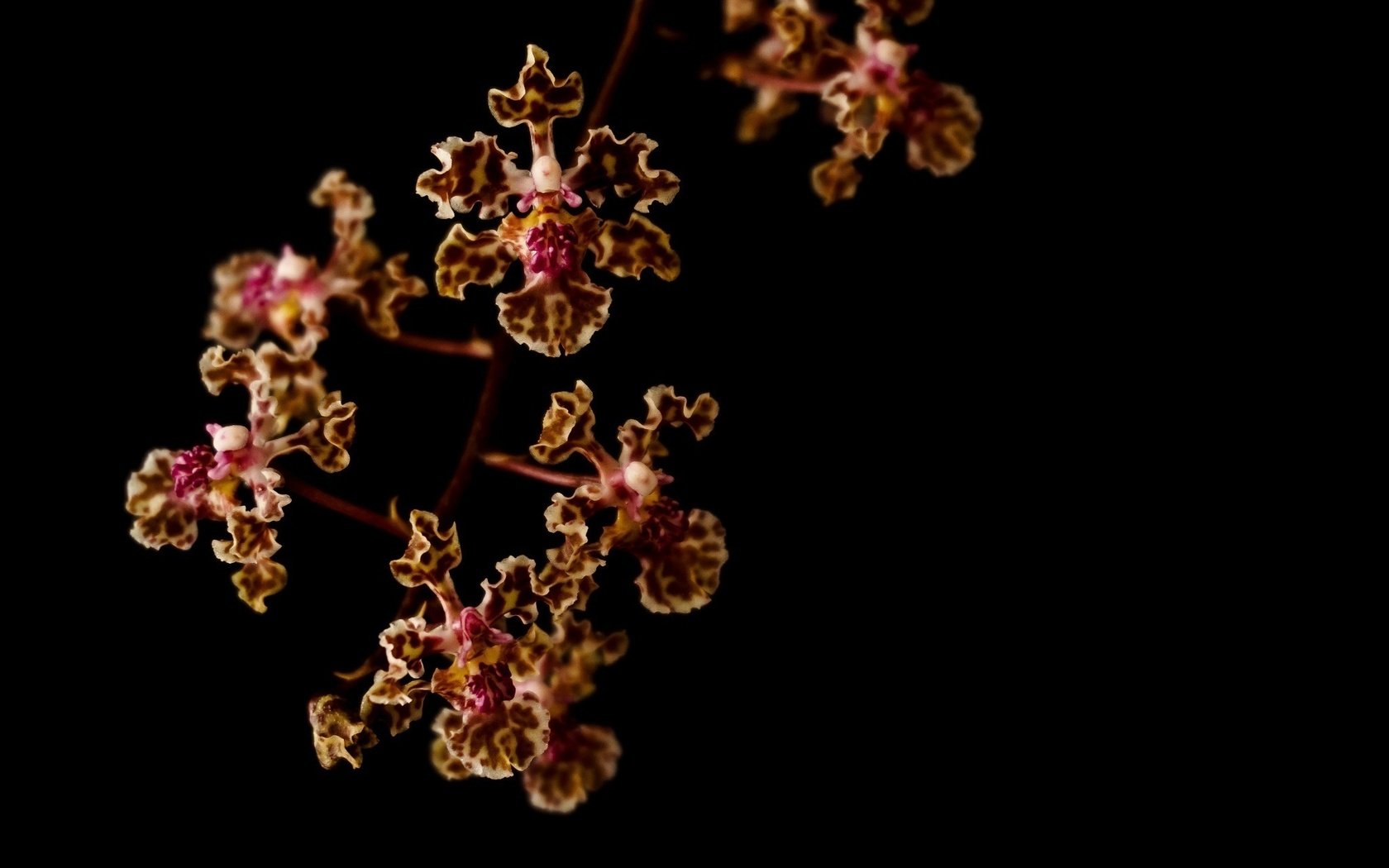 Обои ветка, макро, темный фон, орхидеи, пестрый, branch, macro, the dark background, orchids, motley разрешение 2048x1360 Загрузить