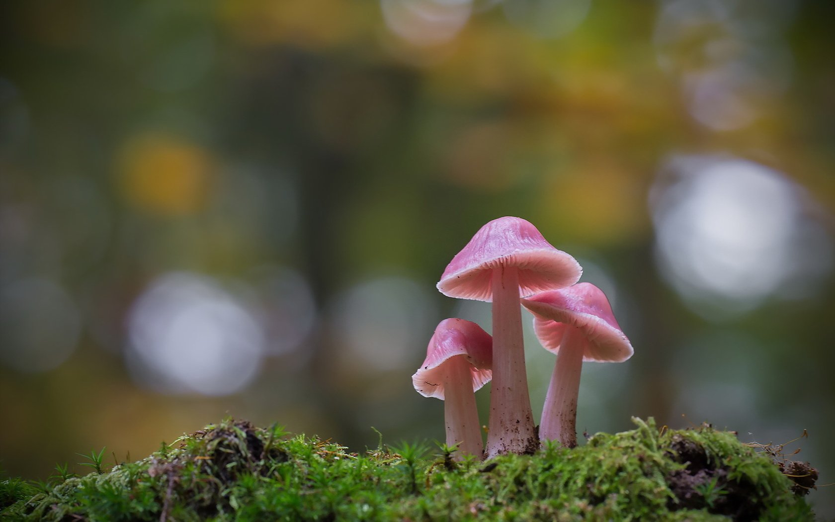 Обои природа, осень, гриб, nature, autumn, mushroom разрешение 1920x1278 Загрузить