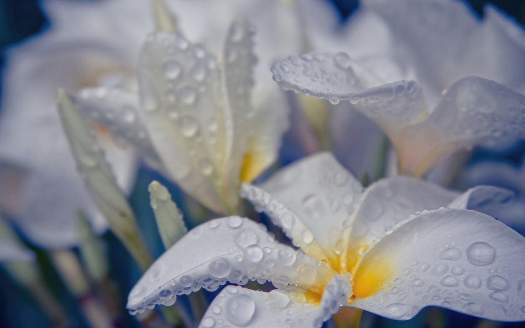 Обои цветы, вода, капли, белые, flowers, water, drops, white разрешение 2048x1365 Загрузить