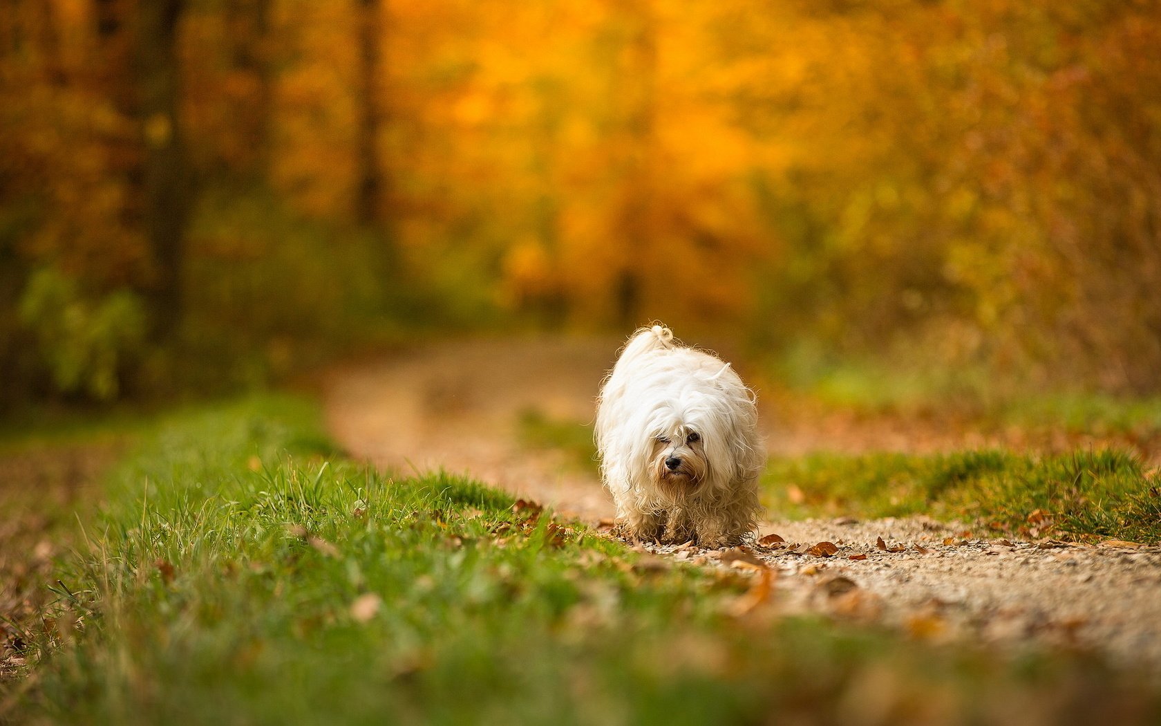 Обои взгляд, осень, собака, друг, look, autumn, dog, each разрешение 2048x1142 Загрузить