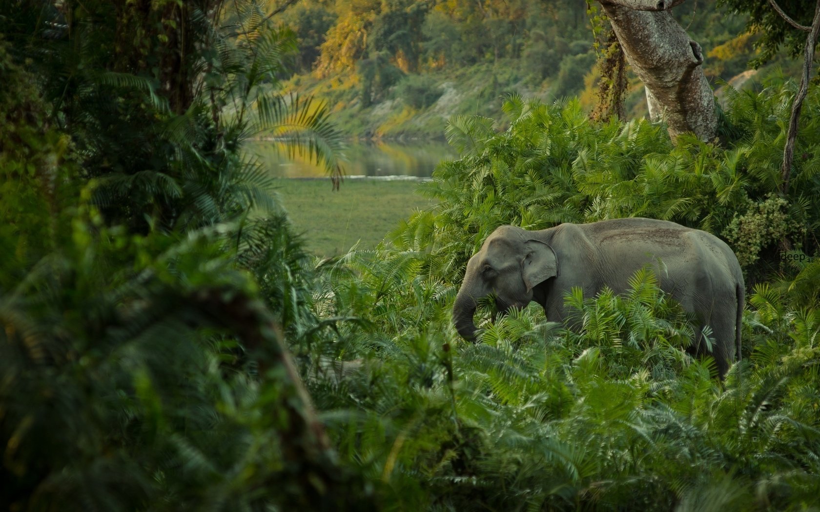 Обои слон, джунгли, заросли, elephant, jungle, thickets разрешение 2400x1481 Загрузить
