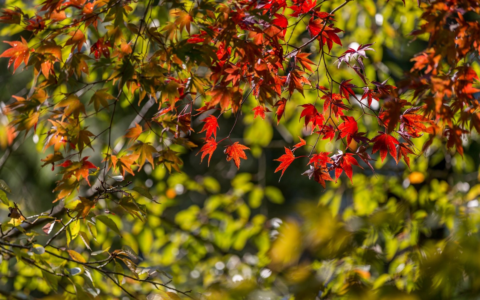 Обои листья, ветки, осень, клен, японский клен, leaves, branches, autumn, maple, japanese maple разрешение 5400x3476 Загрузить
