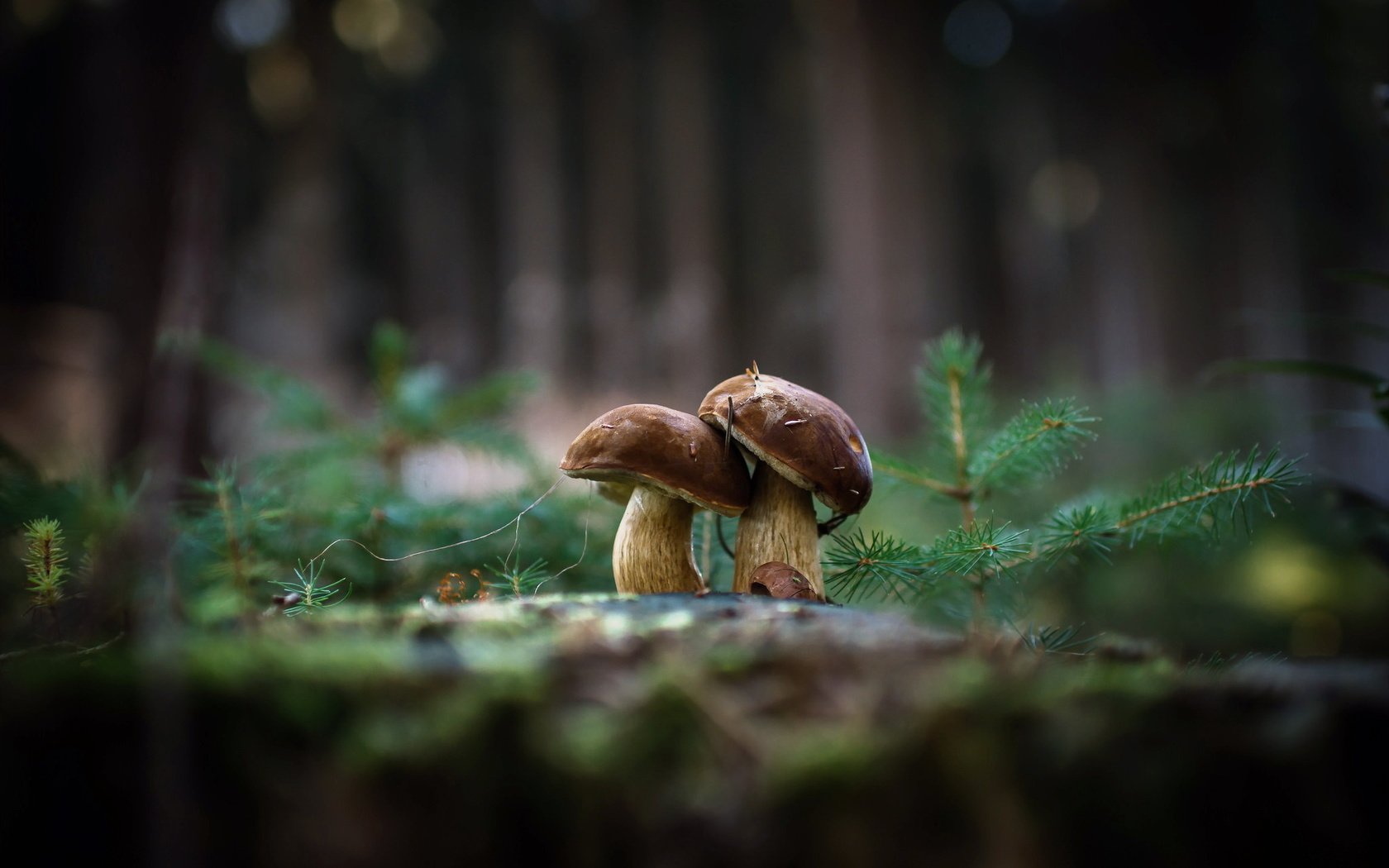 Обои природа, фон, грибы, гриб, nature, background, mushrooms, mushroom разрешение 2048x1362 Загрузить