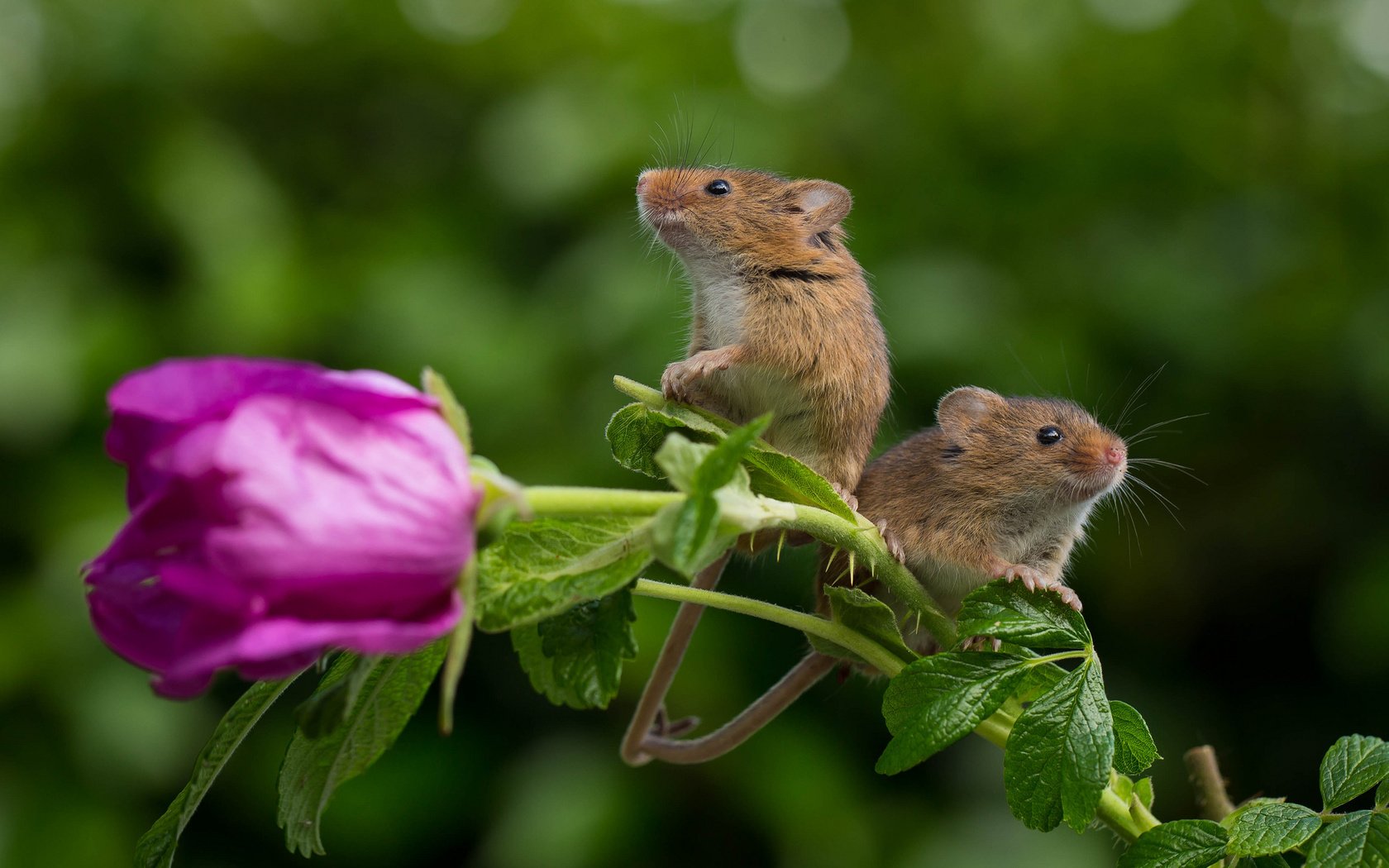 Обои цветок, полевая мышь, роза, парочка, пара, мыши, полевка, мышки, harvest mouse, мышь-малютка, flower, rose, a couple, pair, mouse, vole, the mouse is tiny разрешение 2048x1329 Загрузить