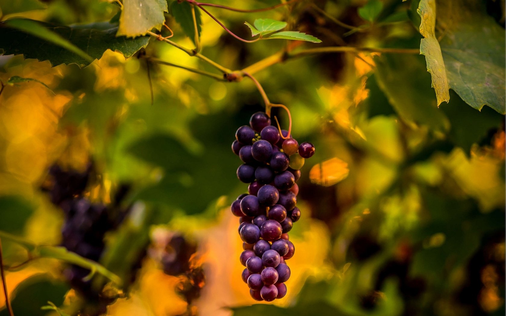 Обои природа, листья, виноград, виноградная лоза, nature, leaves, grapes, vine разрешение 3000x2250 Загрузить