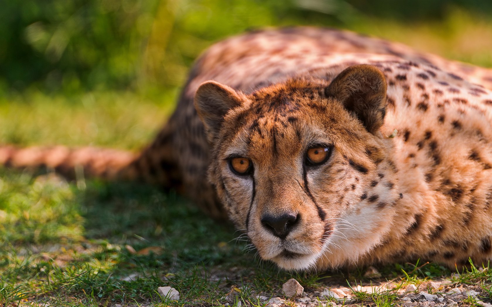 Обои кошки, гепард, дикая кошка, валяются, животно е, cats, cheetah, wild cat, lying, animals разрешение 2880x1800 Загрузить