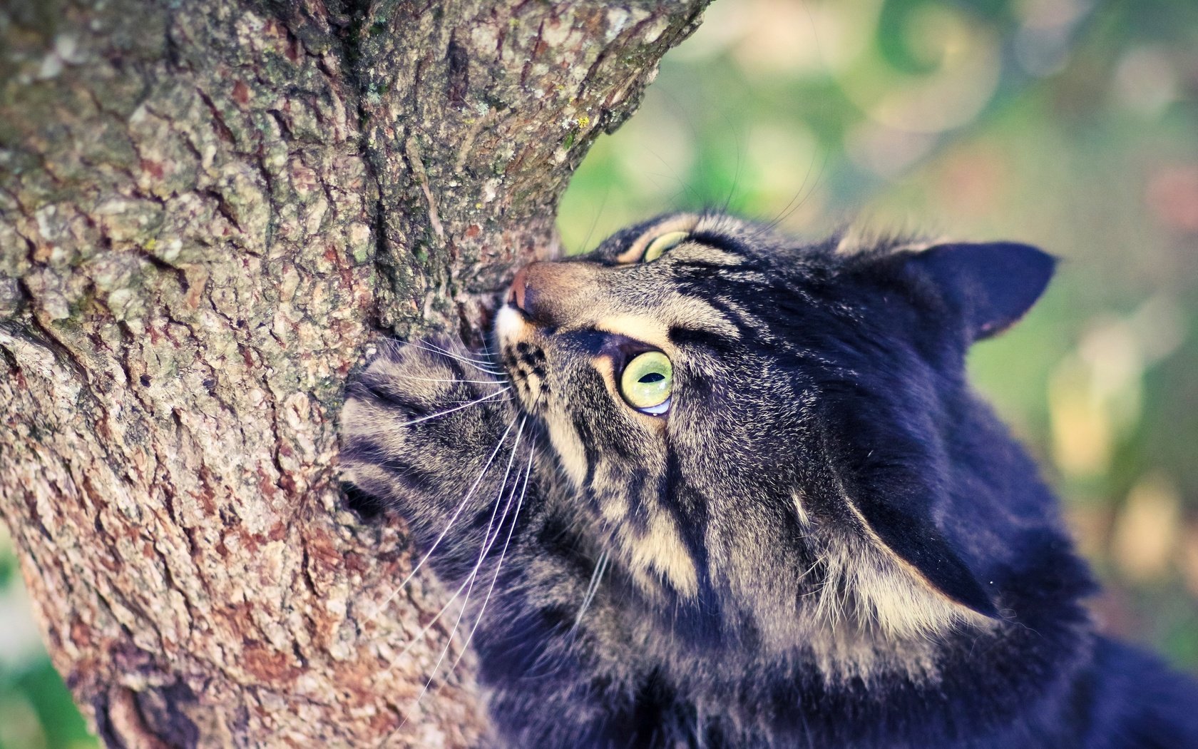 Обои глаза, дерево, кот, лето, eyes, tree, cat, summer разрешение 2880x1920 Загрузить