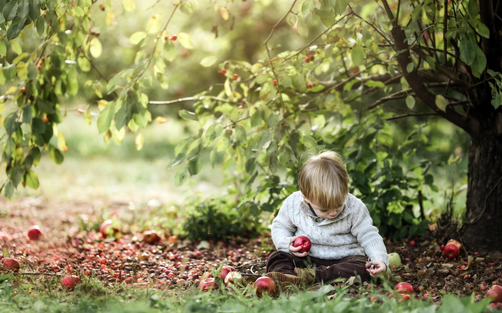 Обои природа, яблоки, мальчик, nature, apples, boy разрешение 2048x1365 Загрузить