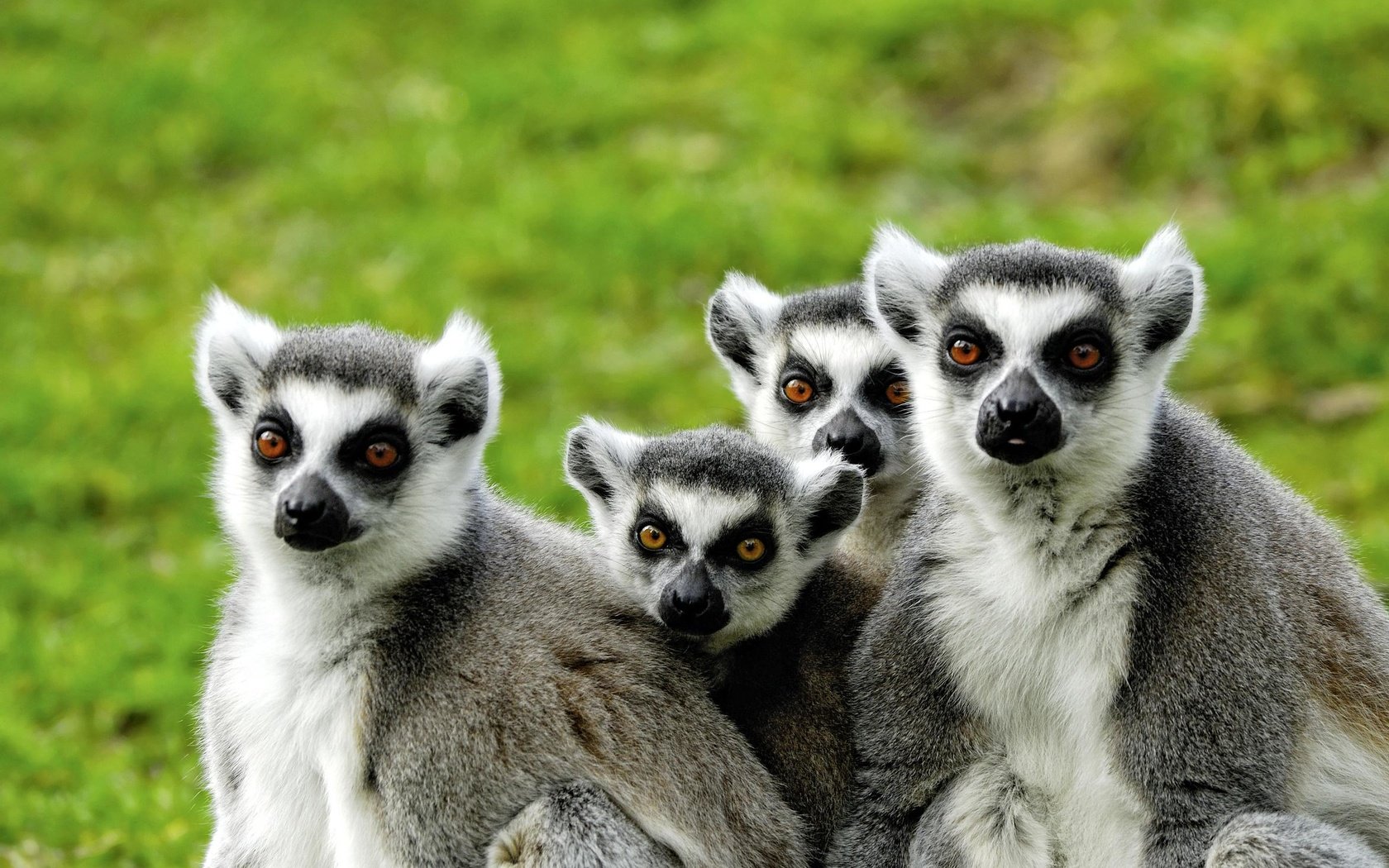 Обои лемуры, мадагаскар, lemuri, lemurs, madagascar разрешение 2351x1574 Загрузить
