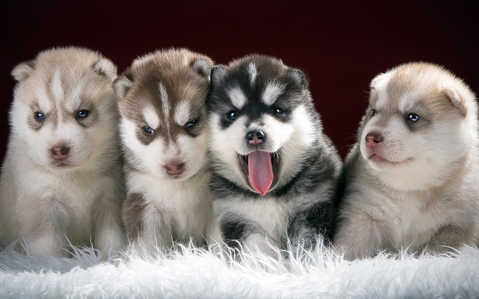 Обои хаски, щенки, собаки, husky, puppies, dogs разрешение 1920x1080 Загрузить