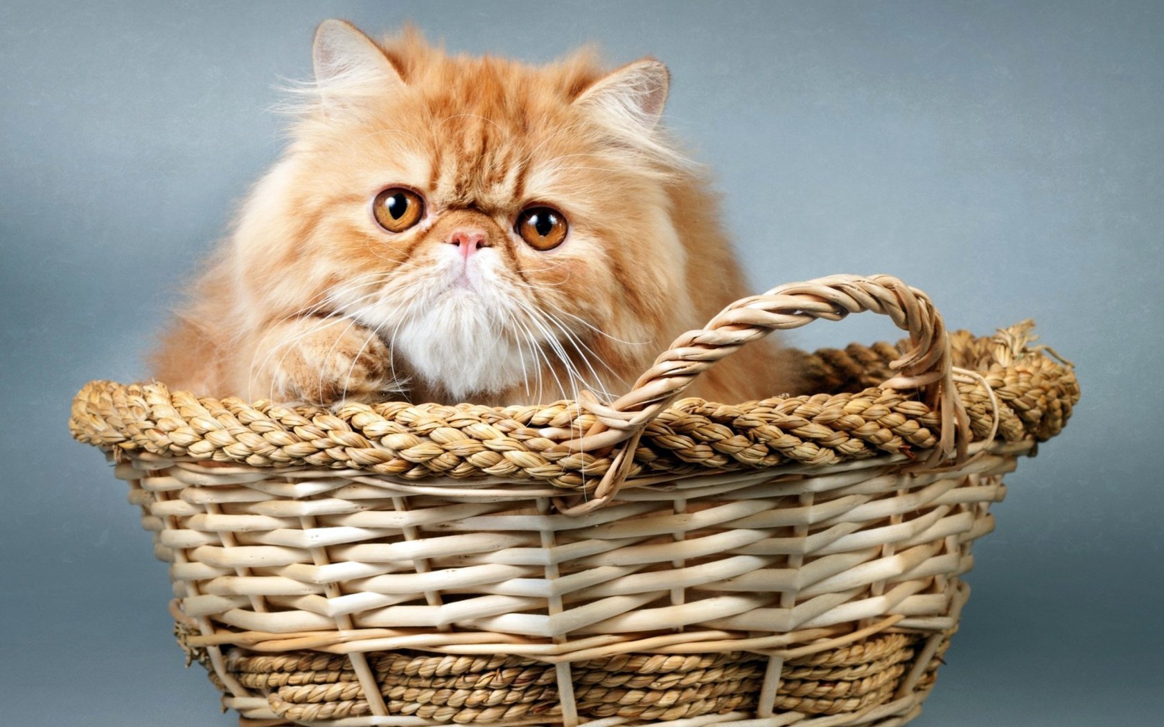 Обои кот, корзина, рыжий, cat, basket, red разрешение 1920x1080 Загрузить