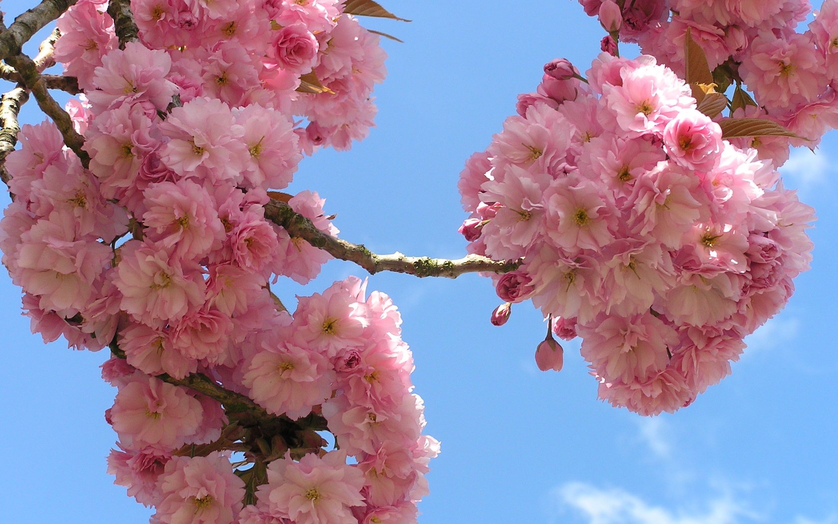 Обои небо, цветы, ветки, сакура, флора, the sky, flowers, branches, sakura, flora разрешение 2288x1712 Загрузить