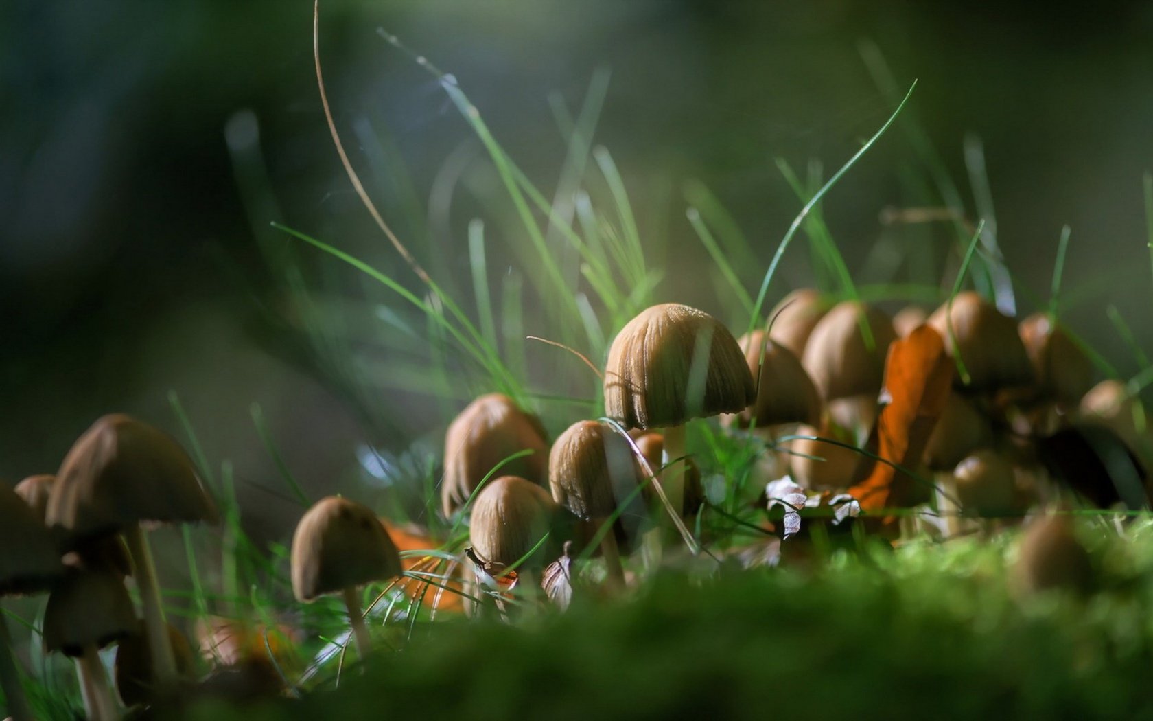 Обои трава, природа, осень, грибы, grass, nature, autumn, mushrooms разрешение 1920x1200 Загрузить