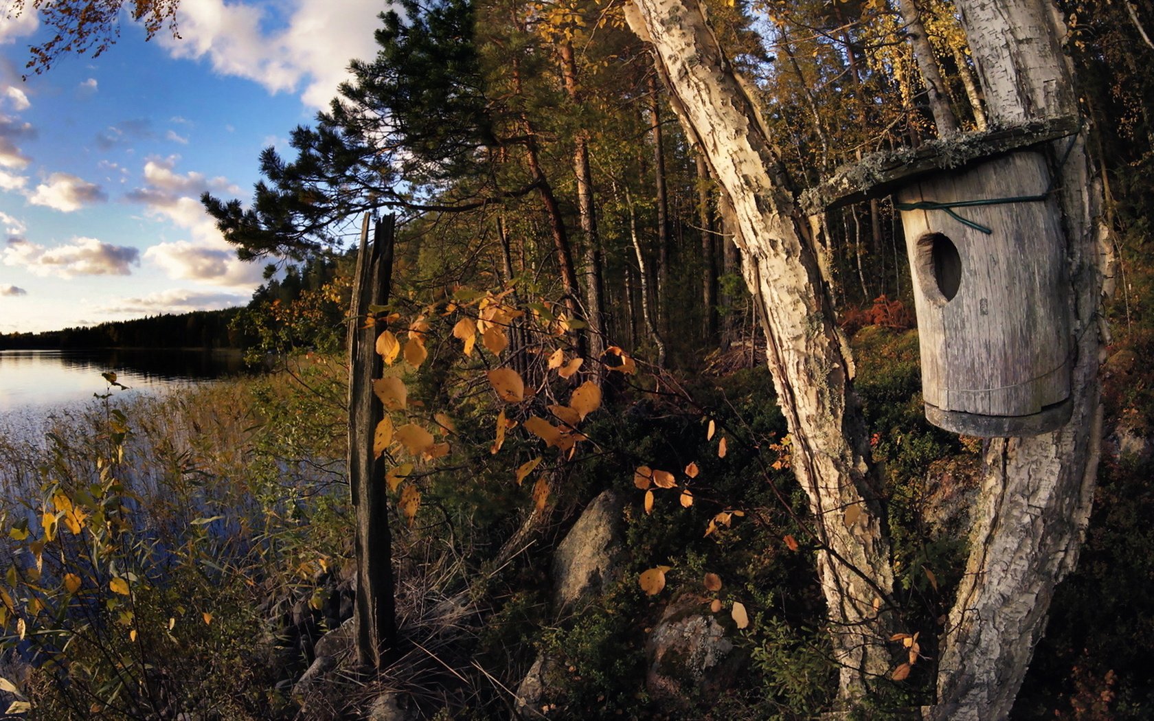 Обои деревья, озеро, осень, скворечник, trees, lake, autumn, birdhouse разрешение 1920x1146 Загрузить