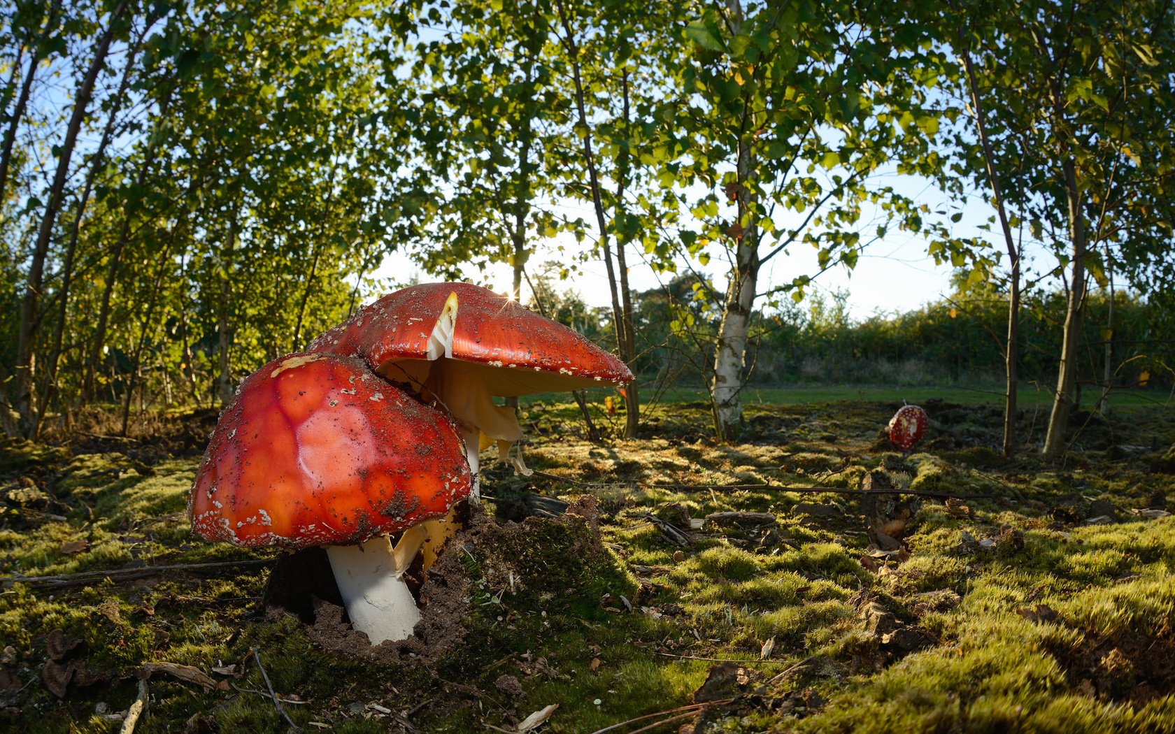 Обои природа, осень, грибы, nature, autumn, mushrooms разрешение 2048x1289 Загрузить