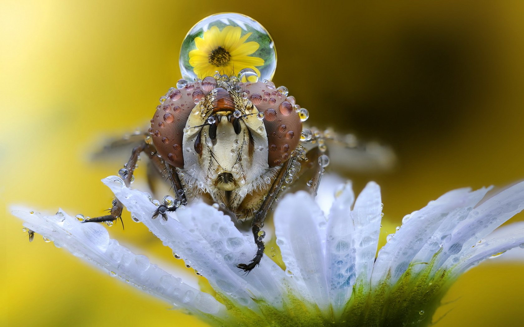 Обои макро, насекомое, фон, цветок, капли, муха, macro, insect, background, flower, drops, fly разрешение 1920x1200 Загрузить