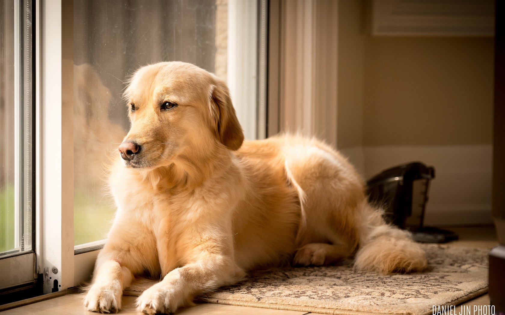 Обои взгляд, собака, друг, золотистый ретривер, look, dog, each, golden retriever разрешение 2048x1365 Загрузить