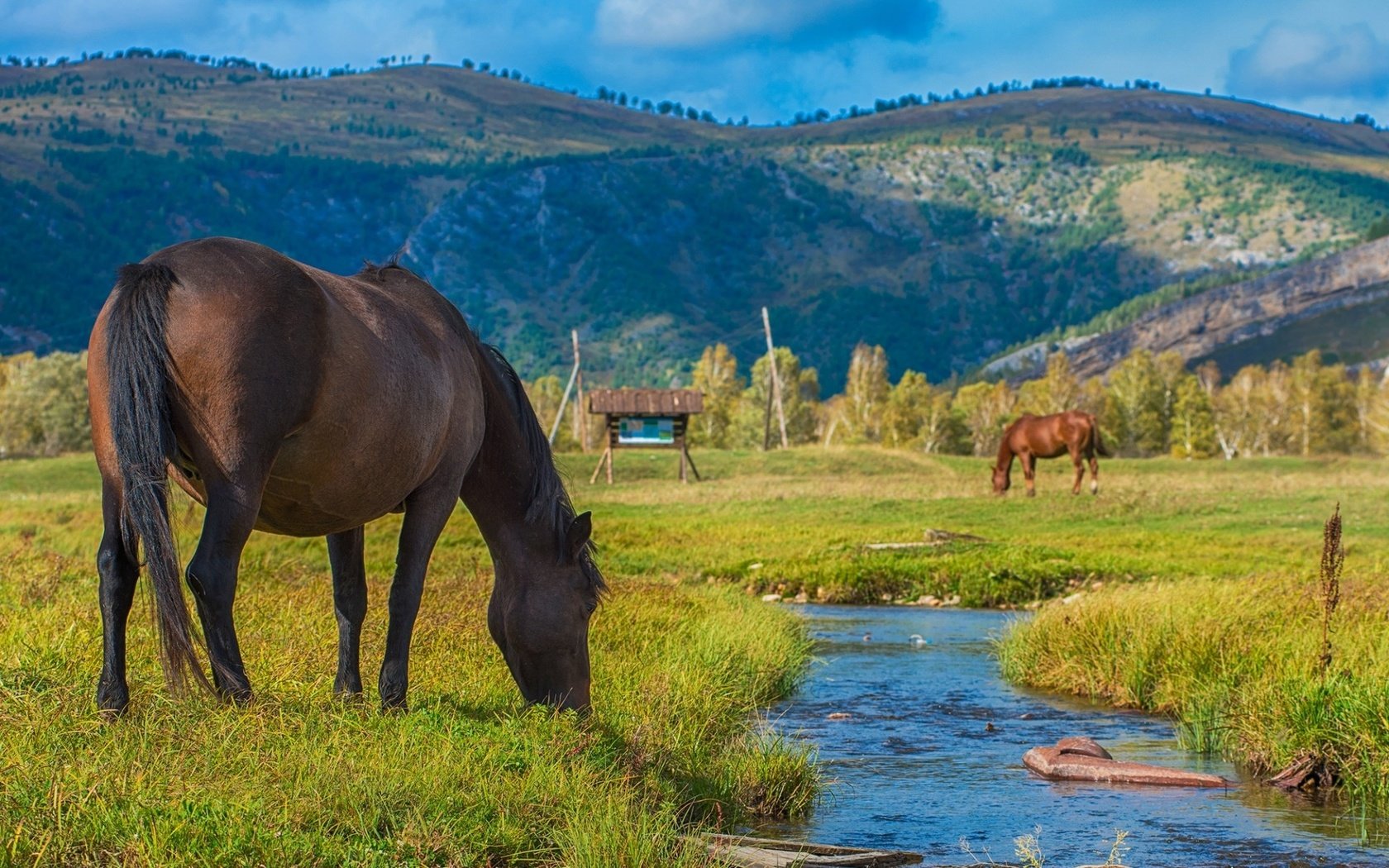 Обои река, горы, лошади, кони, речушка, пасутся, river, mountains, horse, horses, grazing разрешение 1920x1200 Загрузить