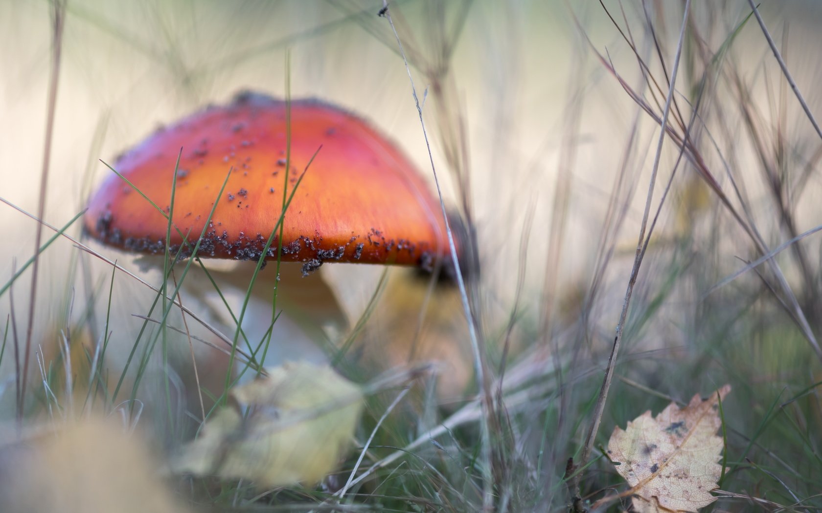 Обои природа, осень, гриб, nature, autumn, mushroom разрешение 4884x3173 Загрузить