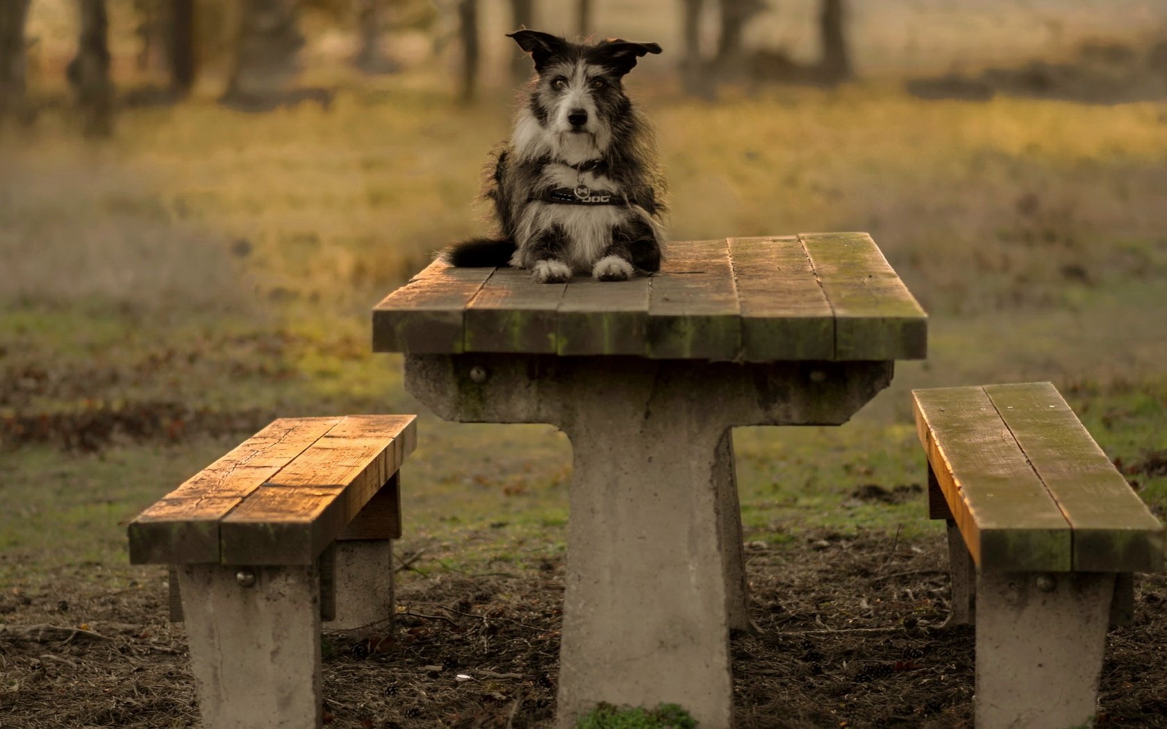 Обои взгляд, стол, собака, скамейки, друг, терьер, pogmomadra, look, table, dog, benches, each, terrier разрешение 2048x1365 Загрузить