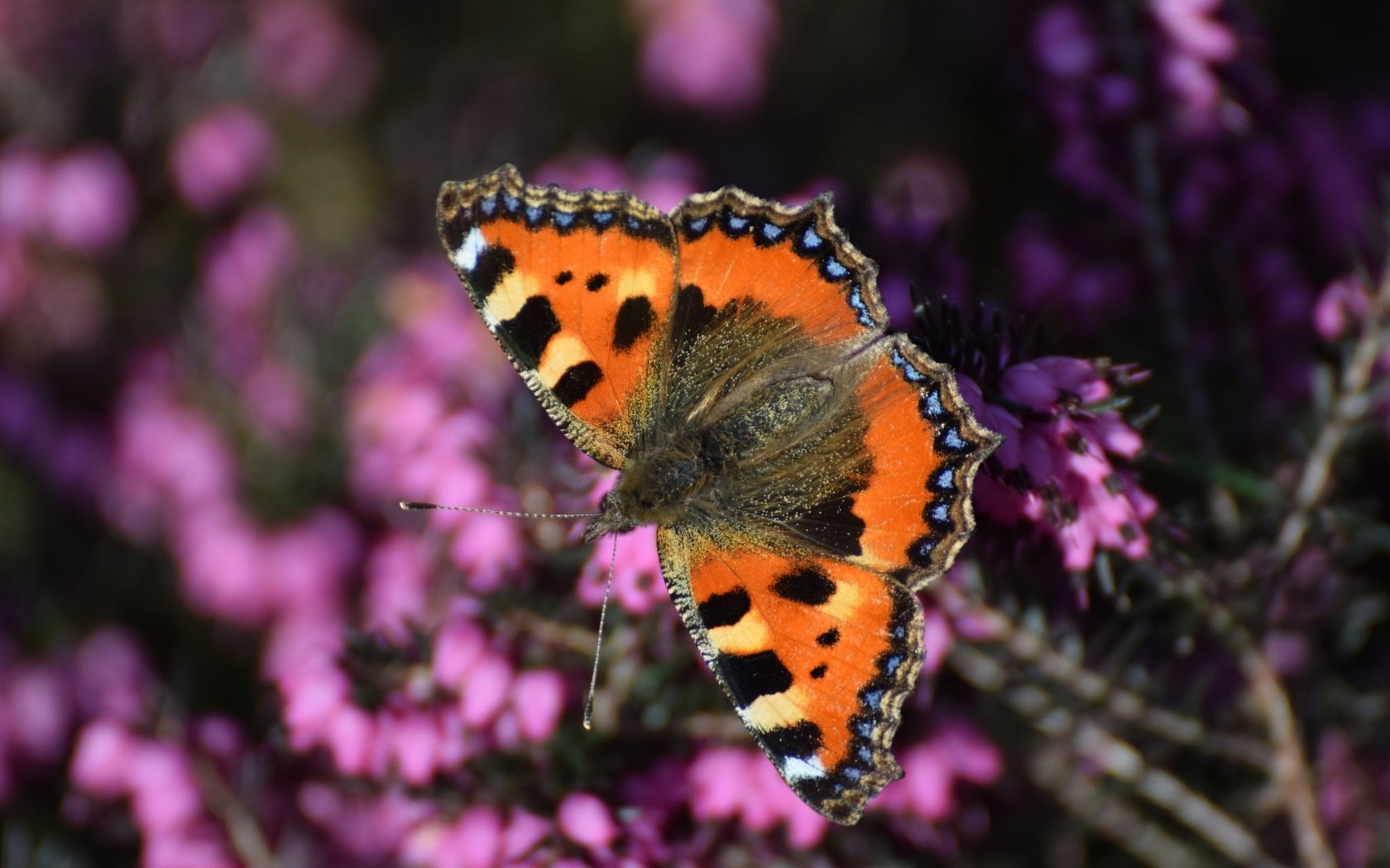 Обои насекомое, бабочка, крылья, вереск, insect, butterfly, wings, heather разрешение 2048x1332 Загрузить