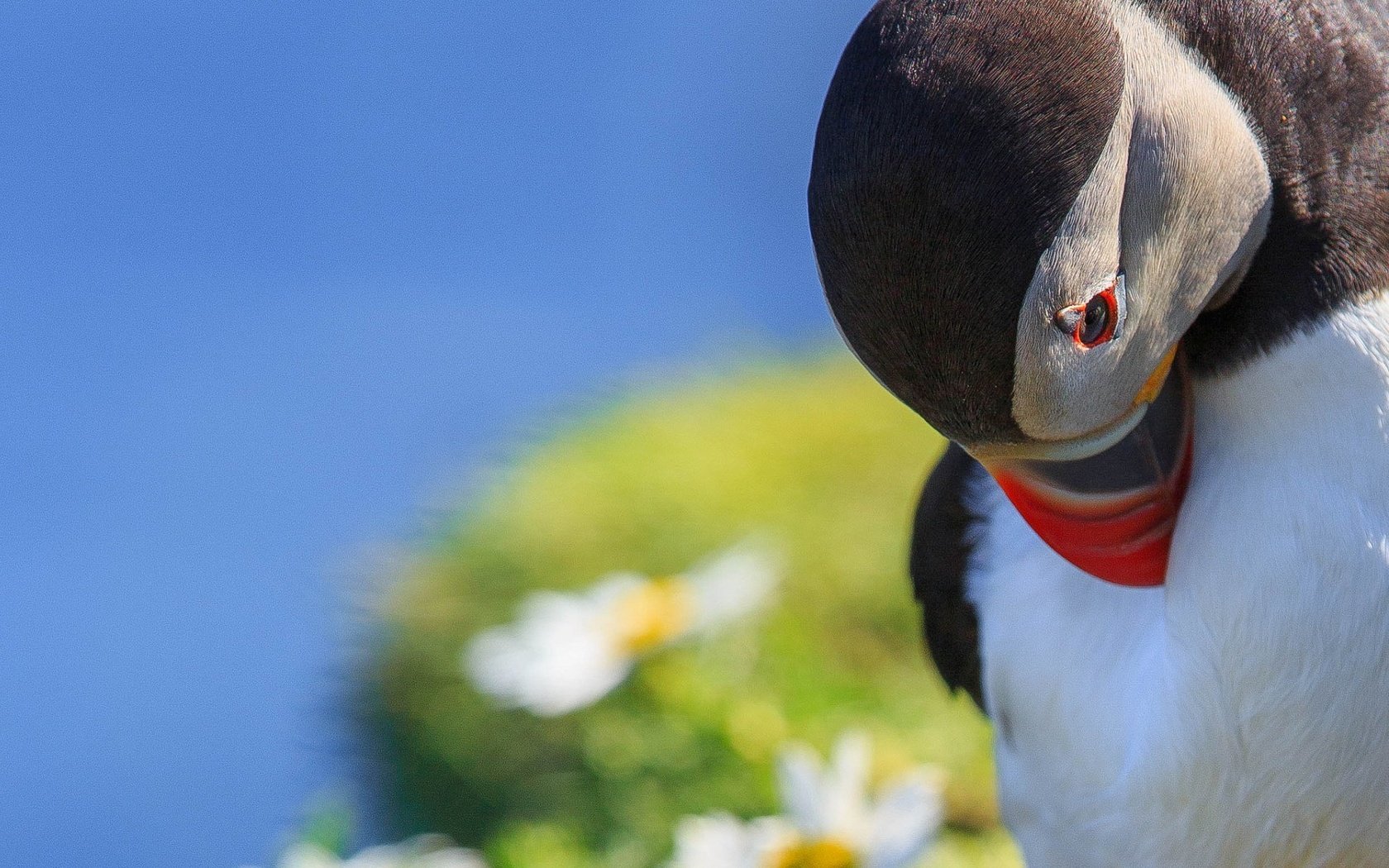 Обои макро, птица, тупик, shetland islands, melancholy puffin, macro, bird, stalled разрешение 1920x1200 Загрузить