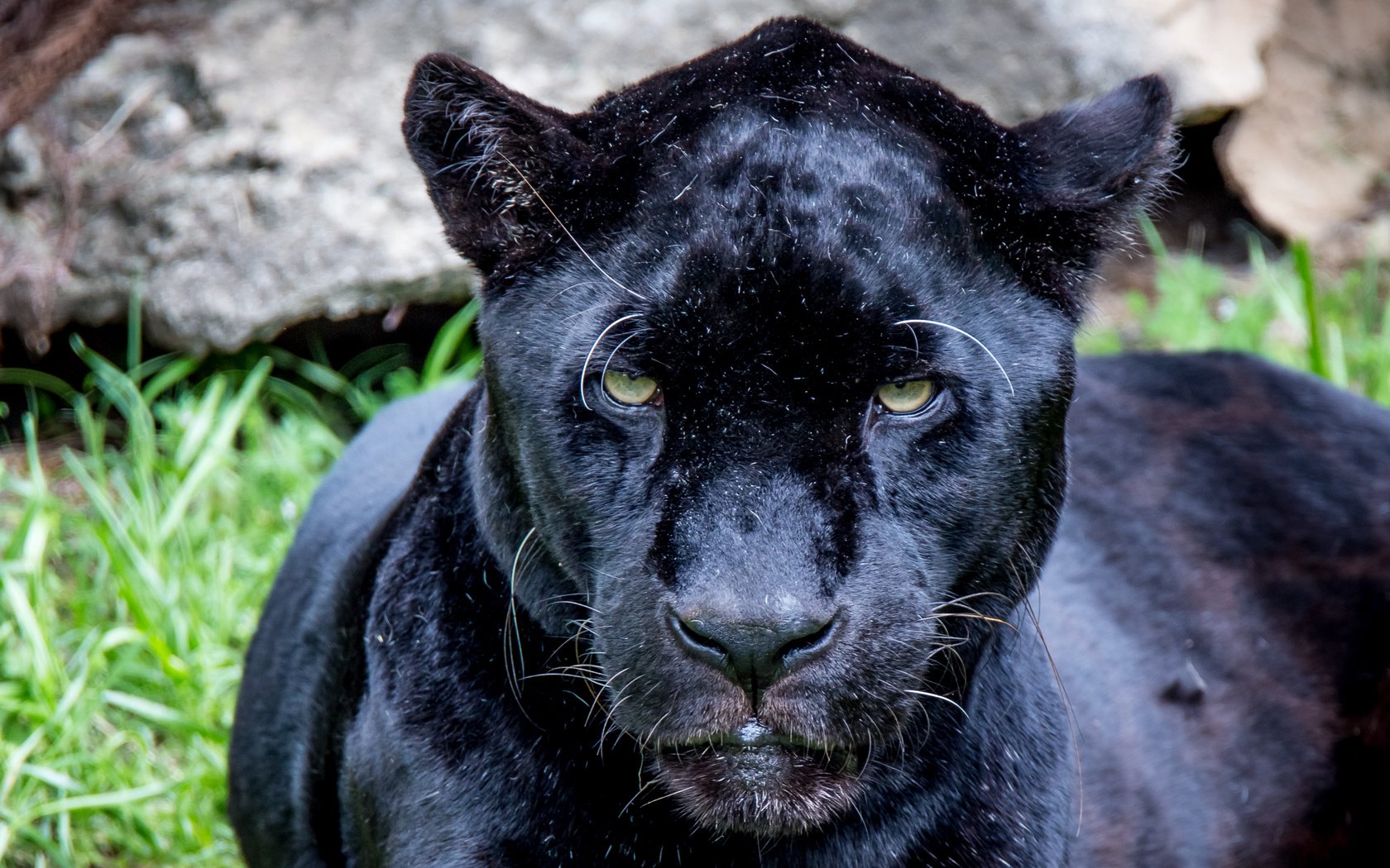 Обои глаза, взгляд, хищник, пантера, eyes, look, predator, panther разрешение 3093x2062 Загрузить